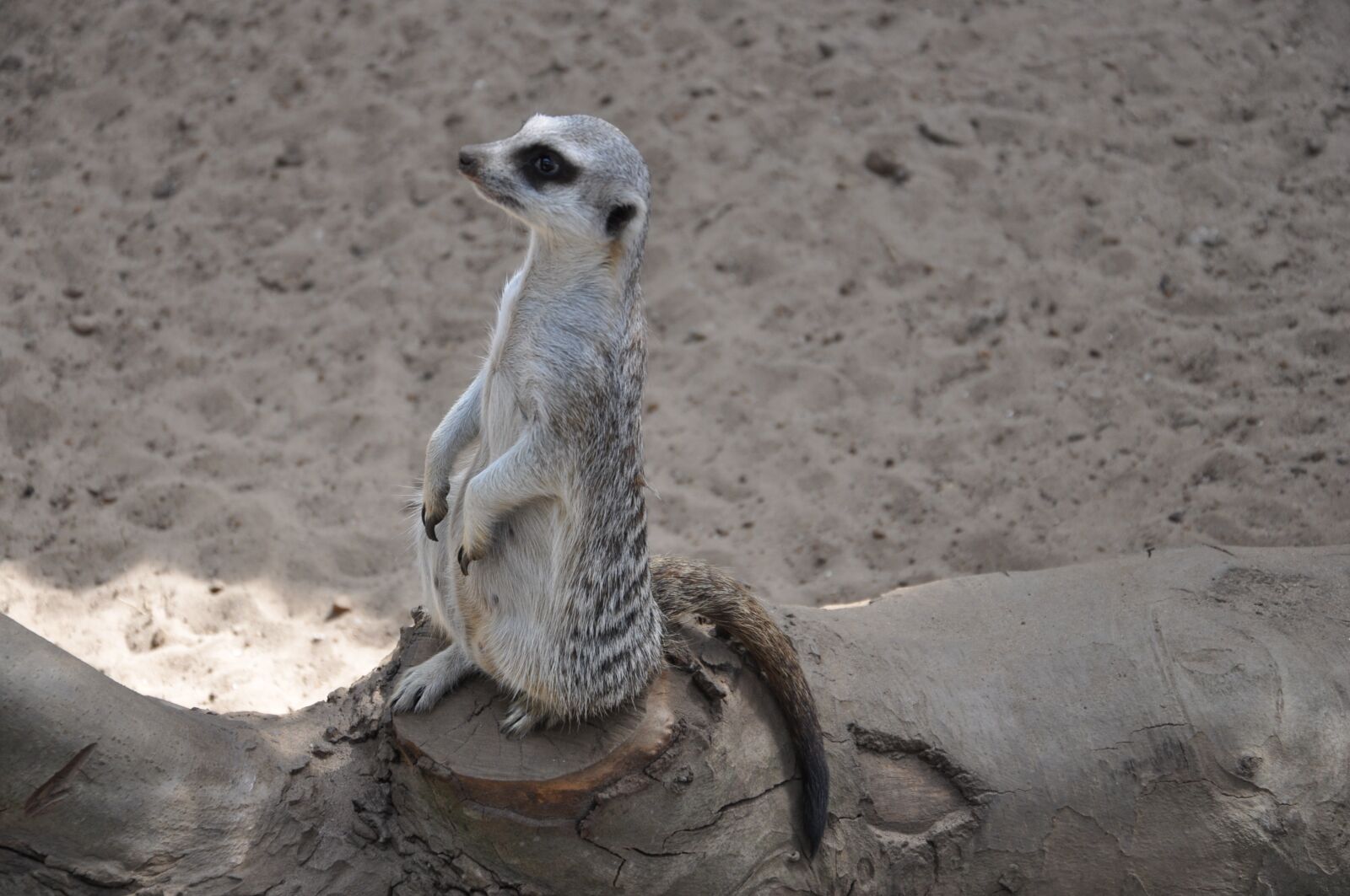 Nikon D90 sample photo. Meerkat, gophers, nature photography