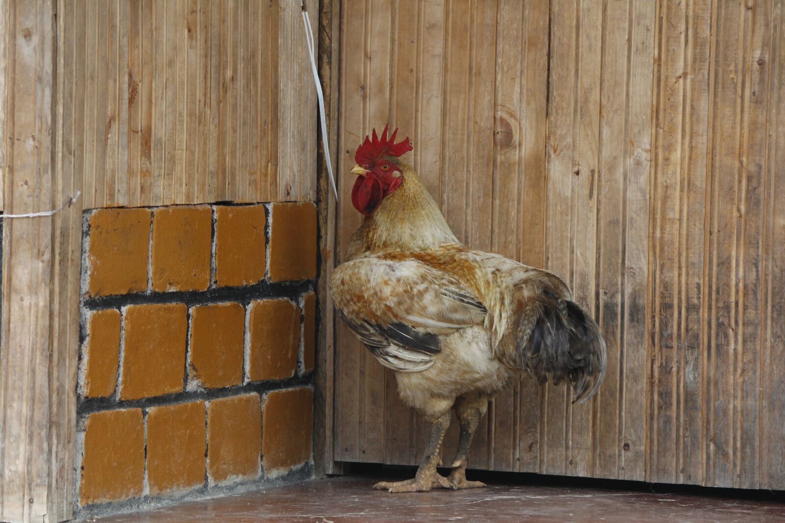 Canon EOS 700D (EOS Rebel T5i / EOS Kiss X7i) sample photo. Gallo, farm, rustic photography