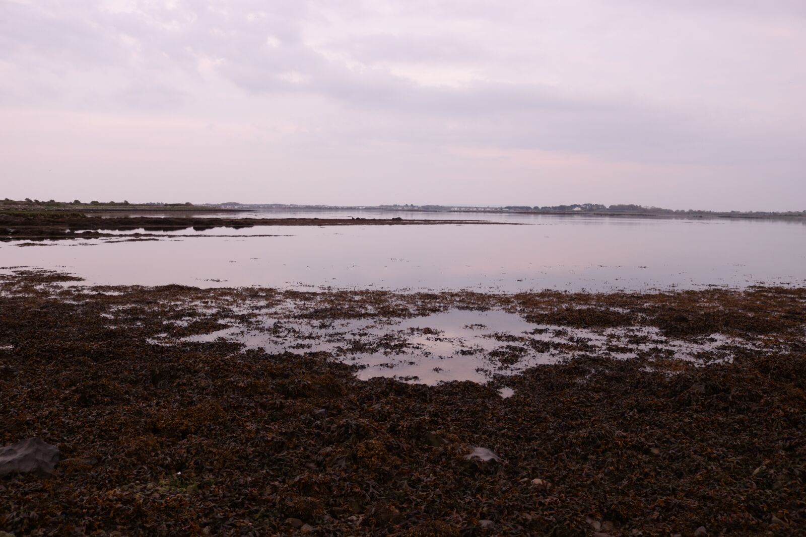 Canon EOS 750D (EOS Rebel T6i / EOS Kiss X8i) sample photo. Galway, seaweed, sea sunset photography