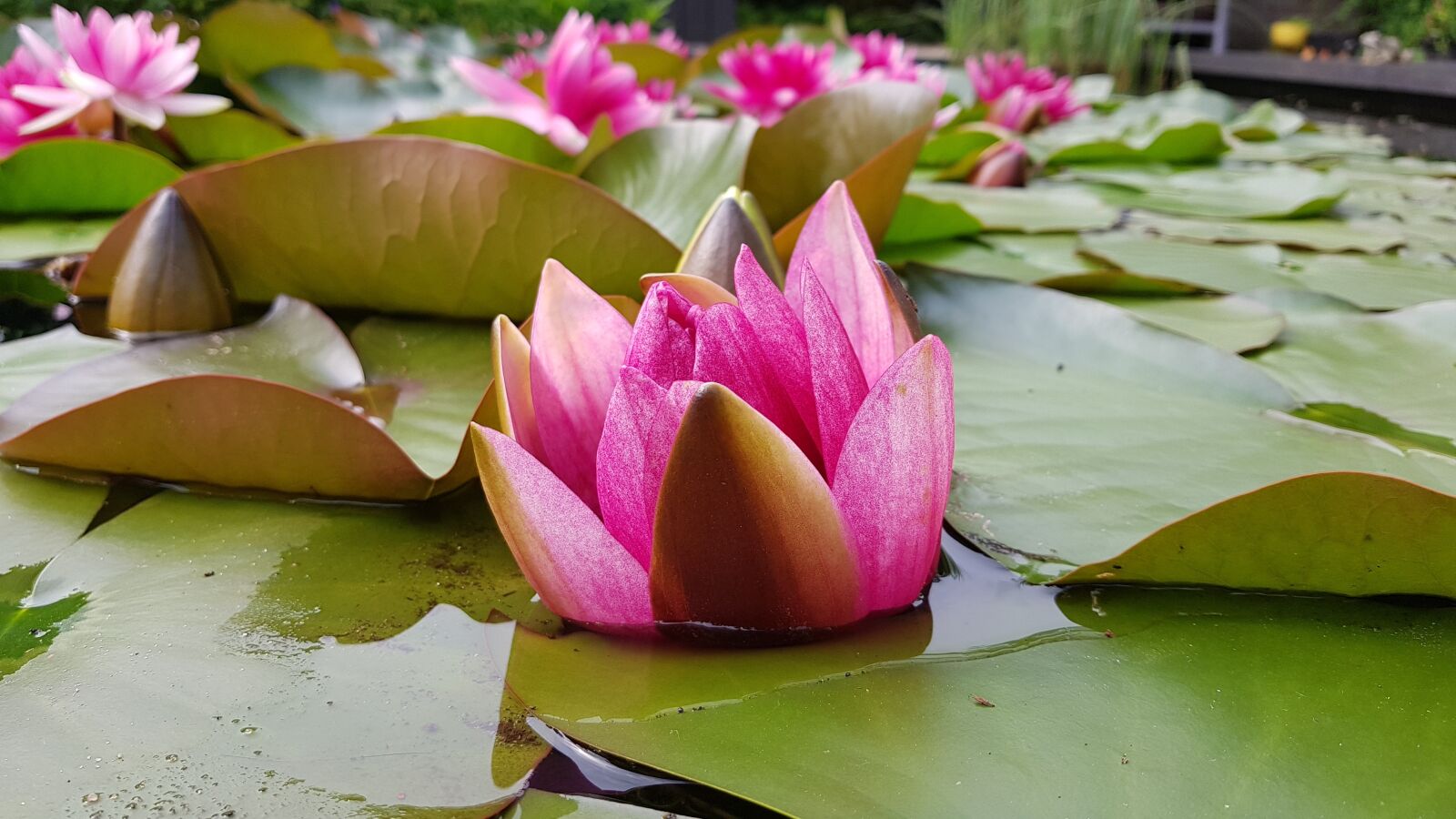 Samsung Galaxy S8+ sample photo. Water lily, pond, pink photography