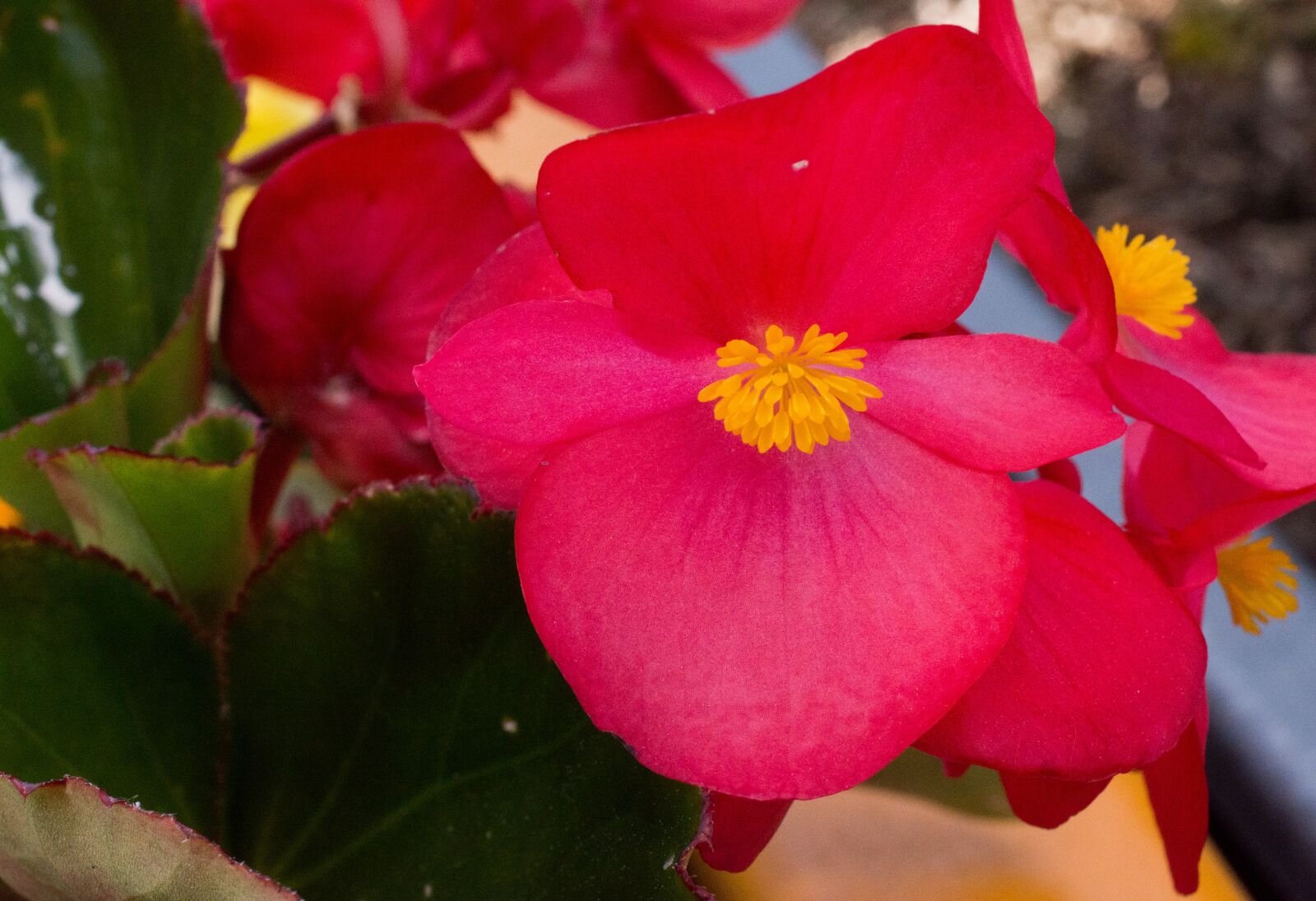 Nikon D7200 sample photo. Flower, red, nature photography