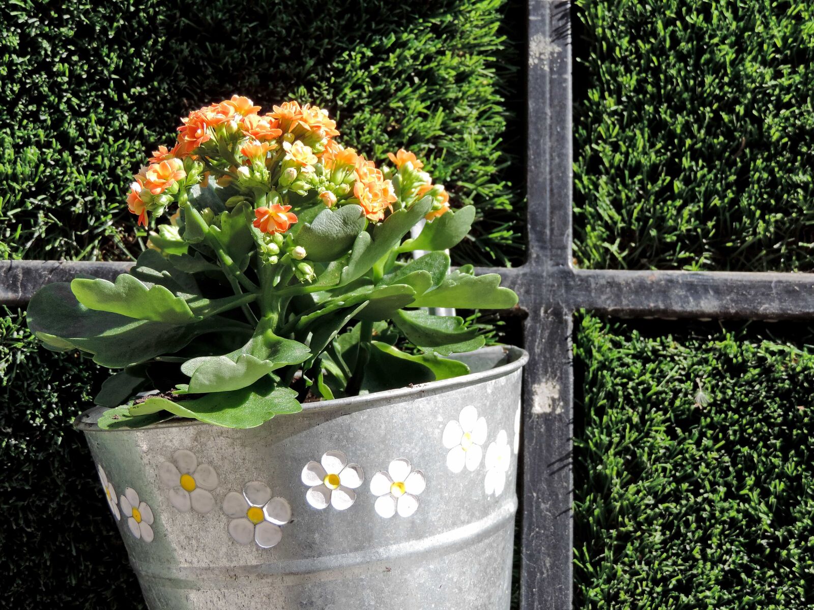 Nikon Coolpix P520 sample photo. Flowerpot, still life, flowers photography
