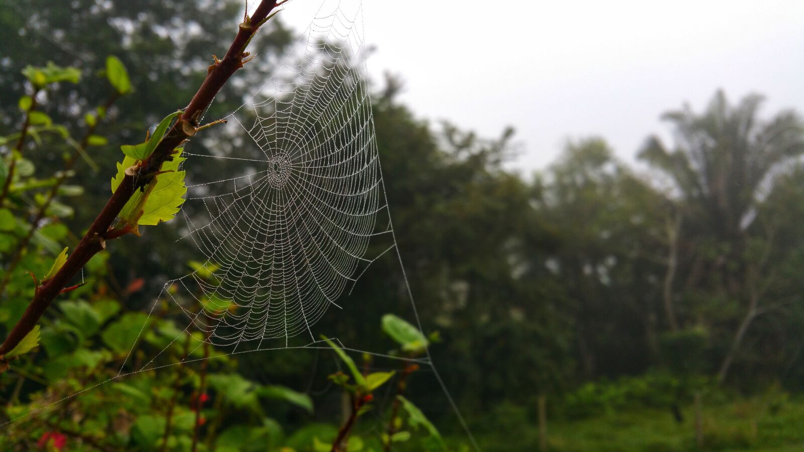 Samsung Galaxy Note4 sample photo. Web, cobweb, design photography
