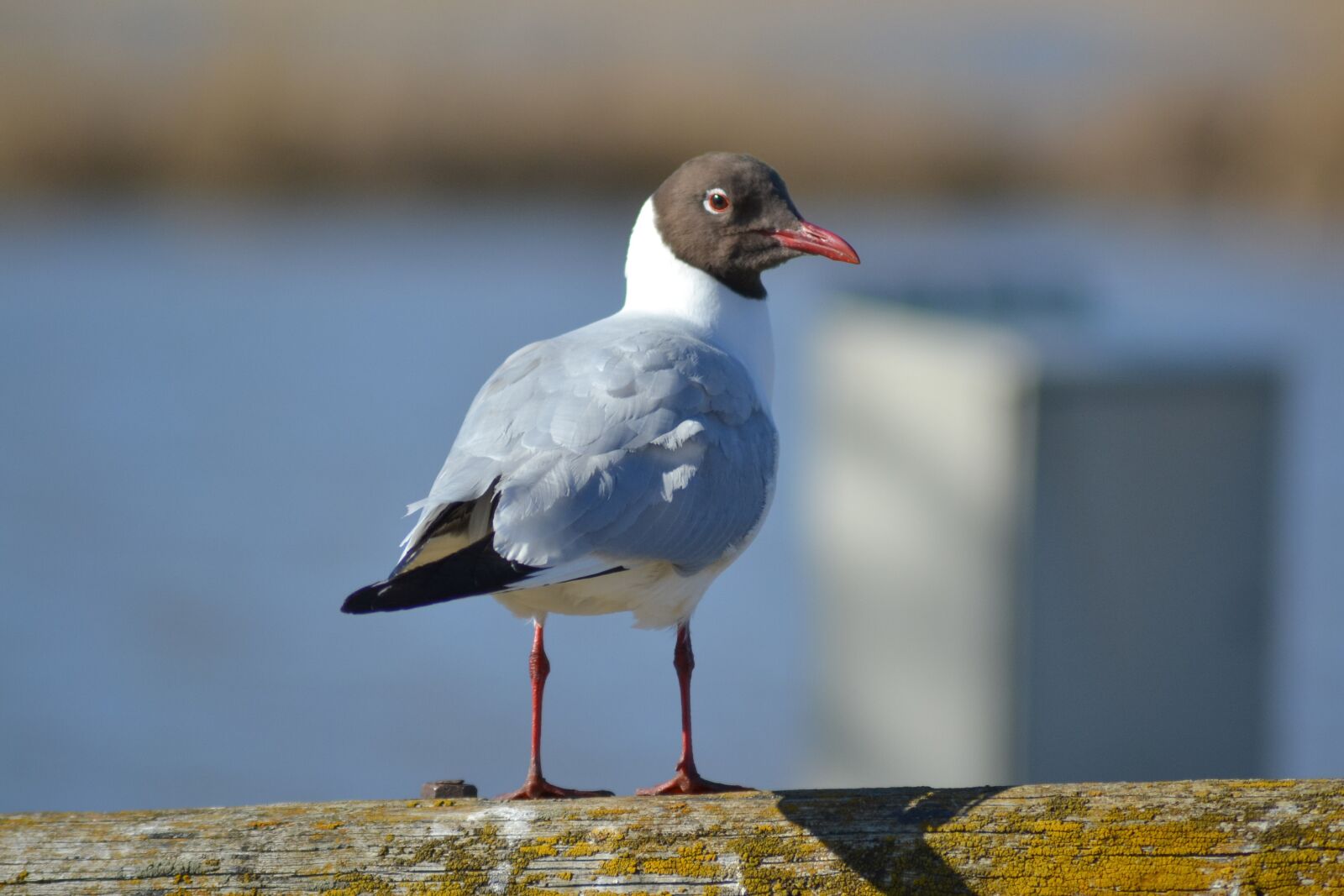 Nikon D3100 sample photo. Black-headed gull, gull, coast photography