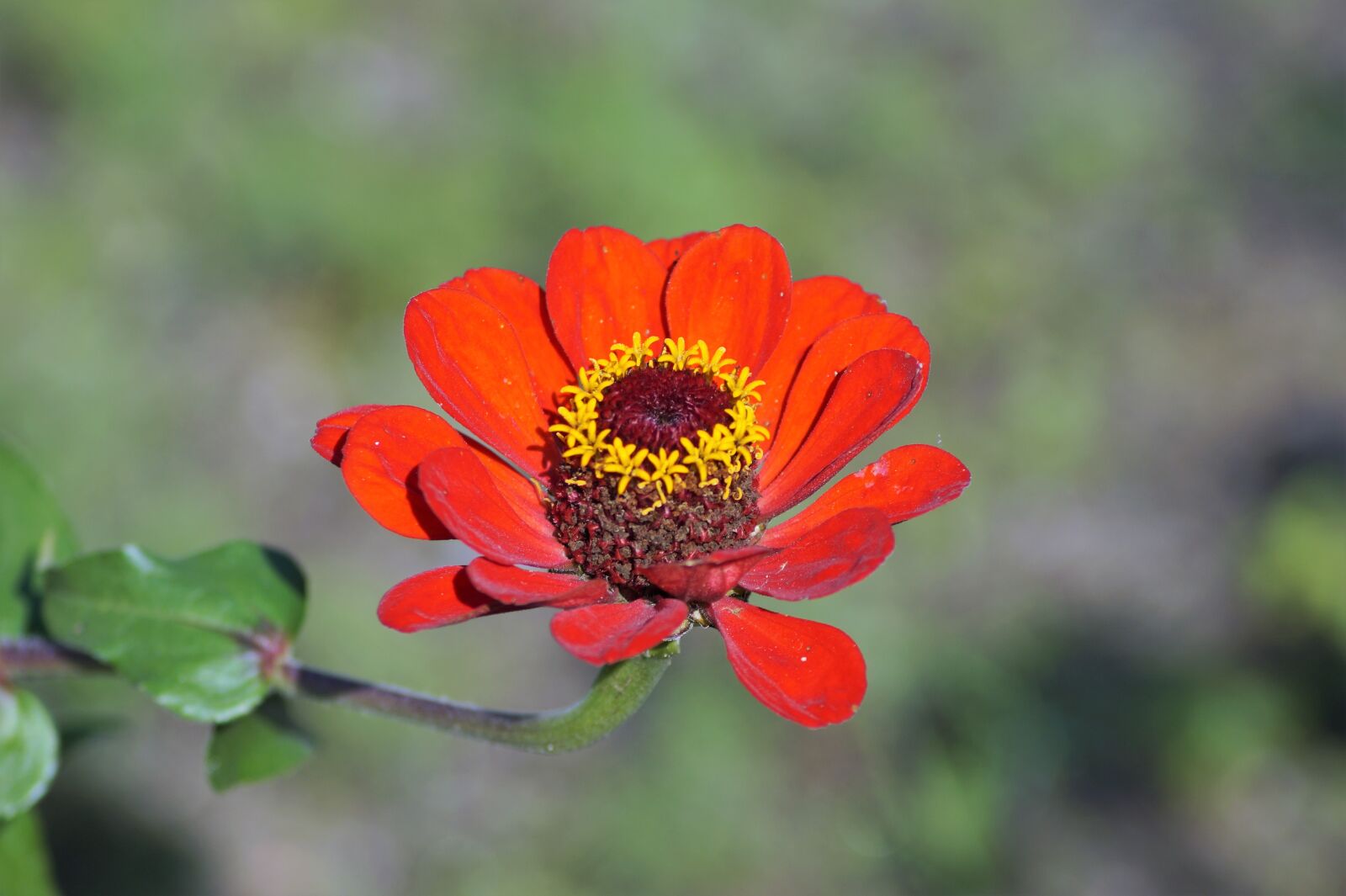 Sony SLT-A58 sample photo. Zinnia, flower, garden photography