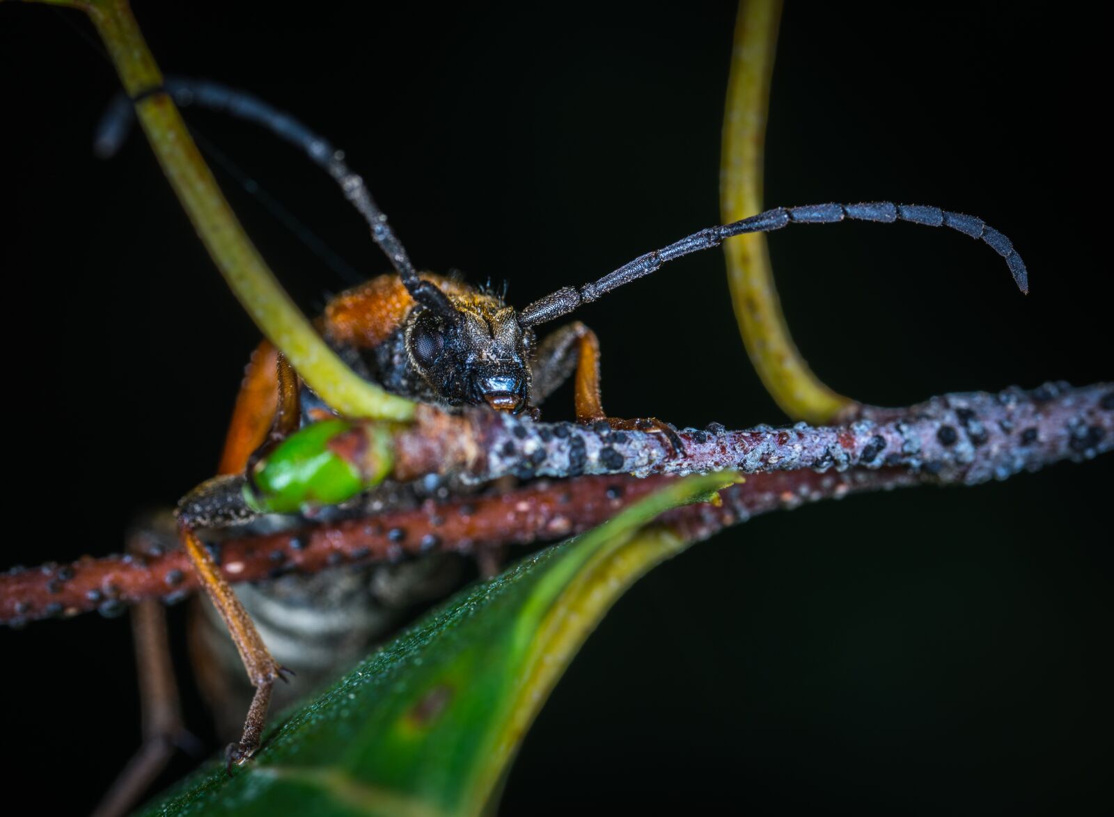 #124 65/2.8 sample photo. Insect, bespozvonochnoe, nature photography