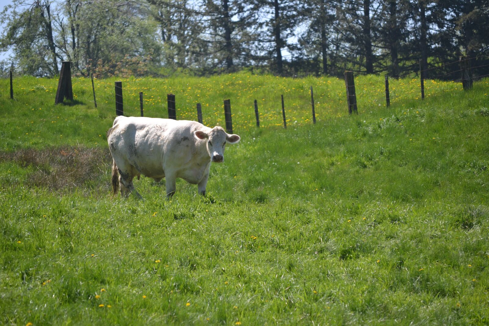 Nikon D3100 sample photo. White cow, cow, field photography
