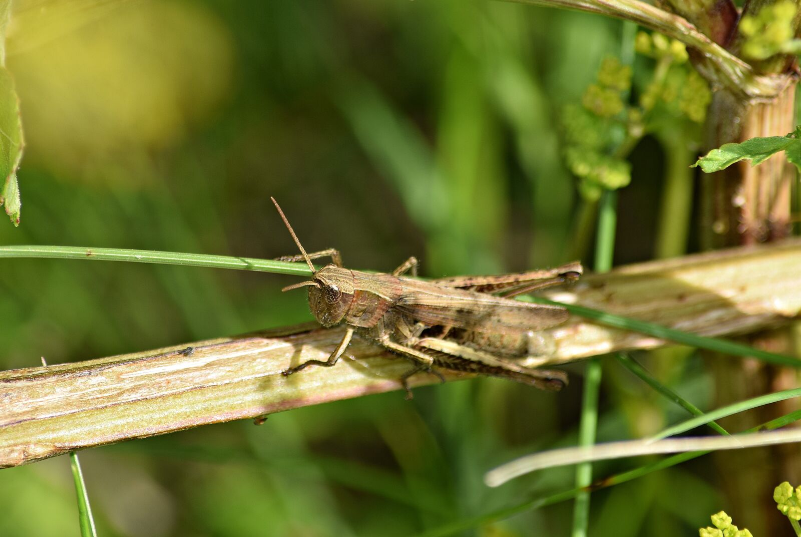 Nikon D5300 sample photo. Grasshopper, grass, konik photography