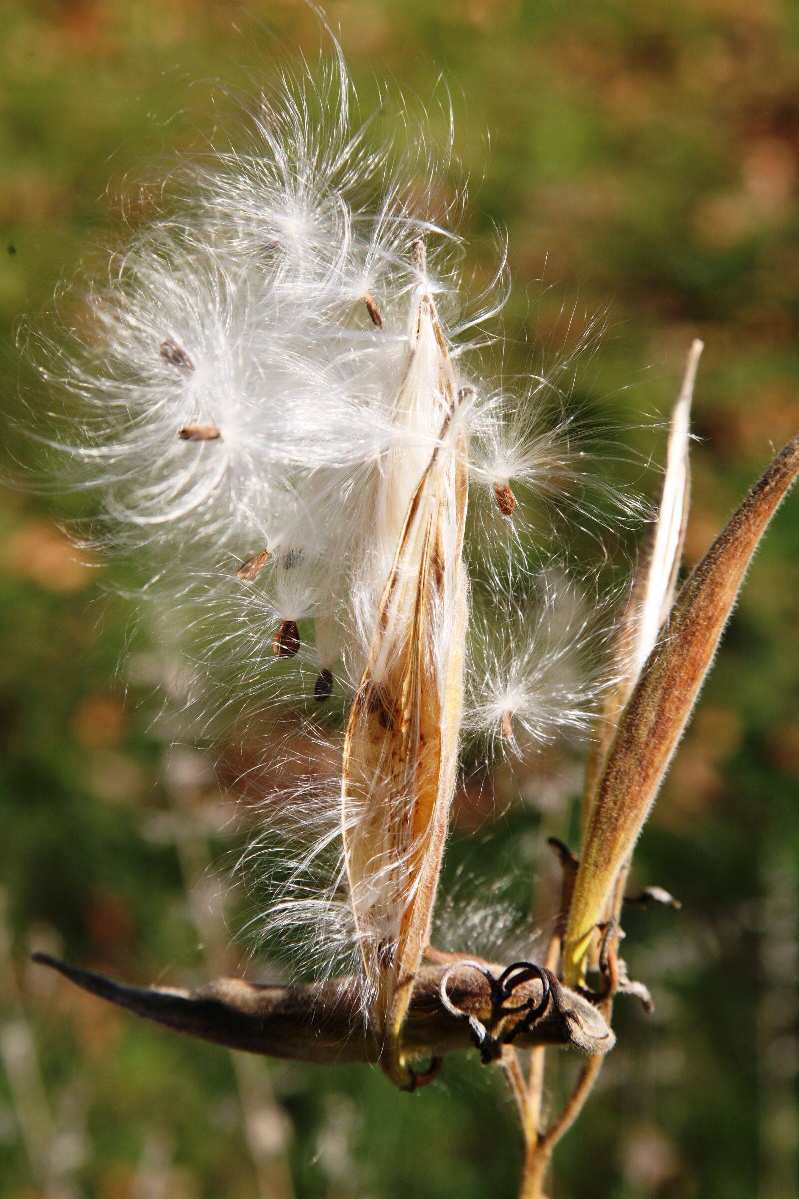 Canon EOS 5D sample photo. Milkweed photography