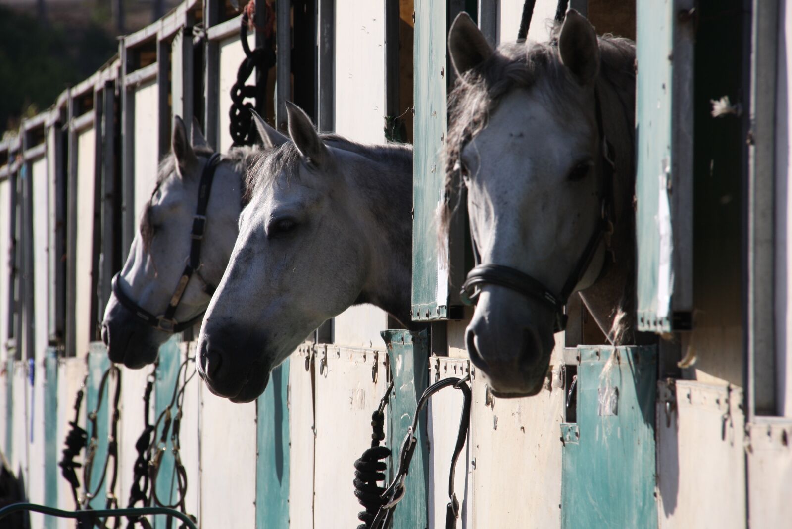 Canon EOS 40D sample photo. Horse show, stabling, gray photography