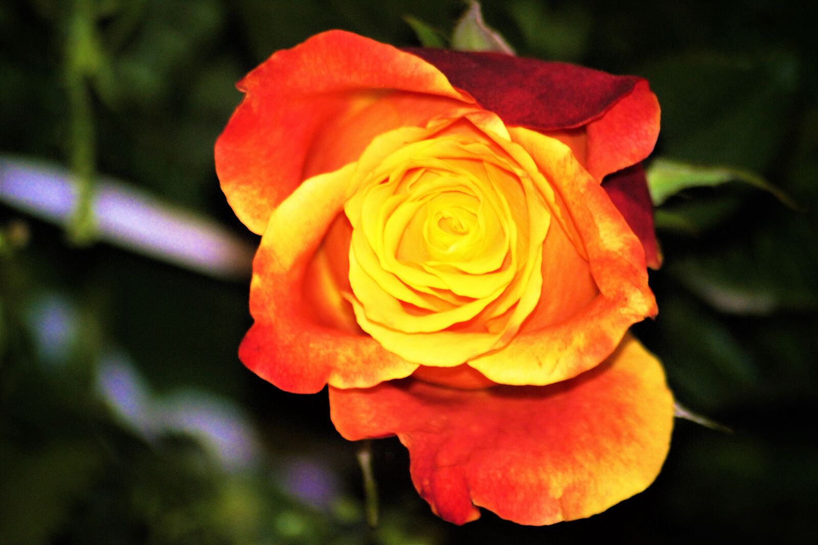 Nikon D7100 sample photo. Flowers, have, rose photography