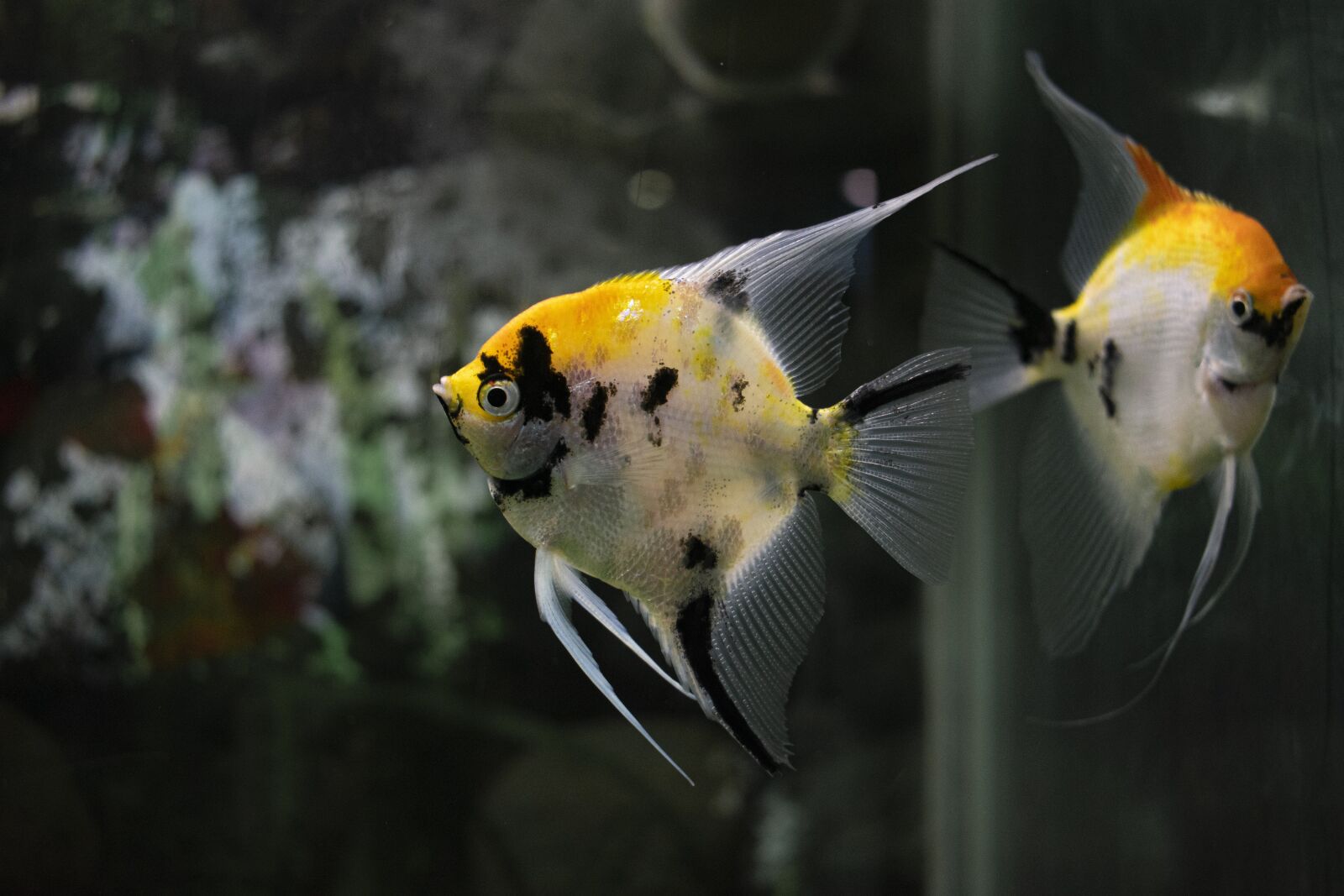 Nikon D3400 sample photo. Fish, marine life, animal photography