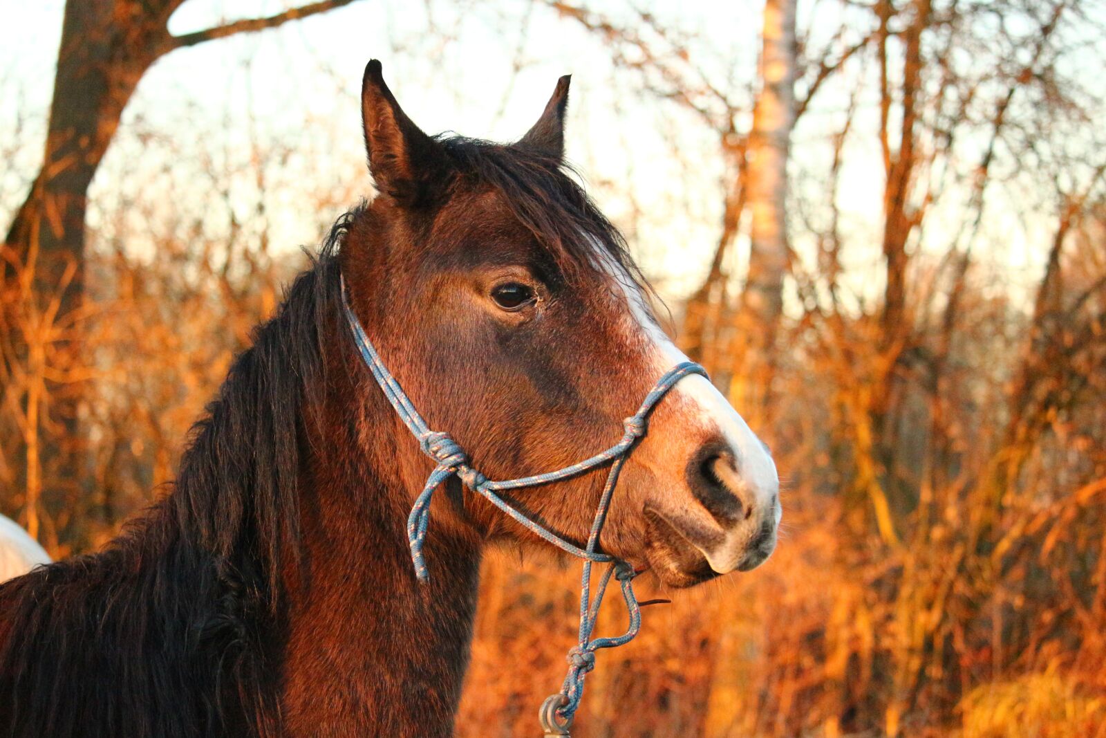Canon EOS 100D (EOS Rebel SL1 / EOS Kiss X7) sample photo. Horse, thoroughbred arabian, brown photography