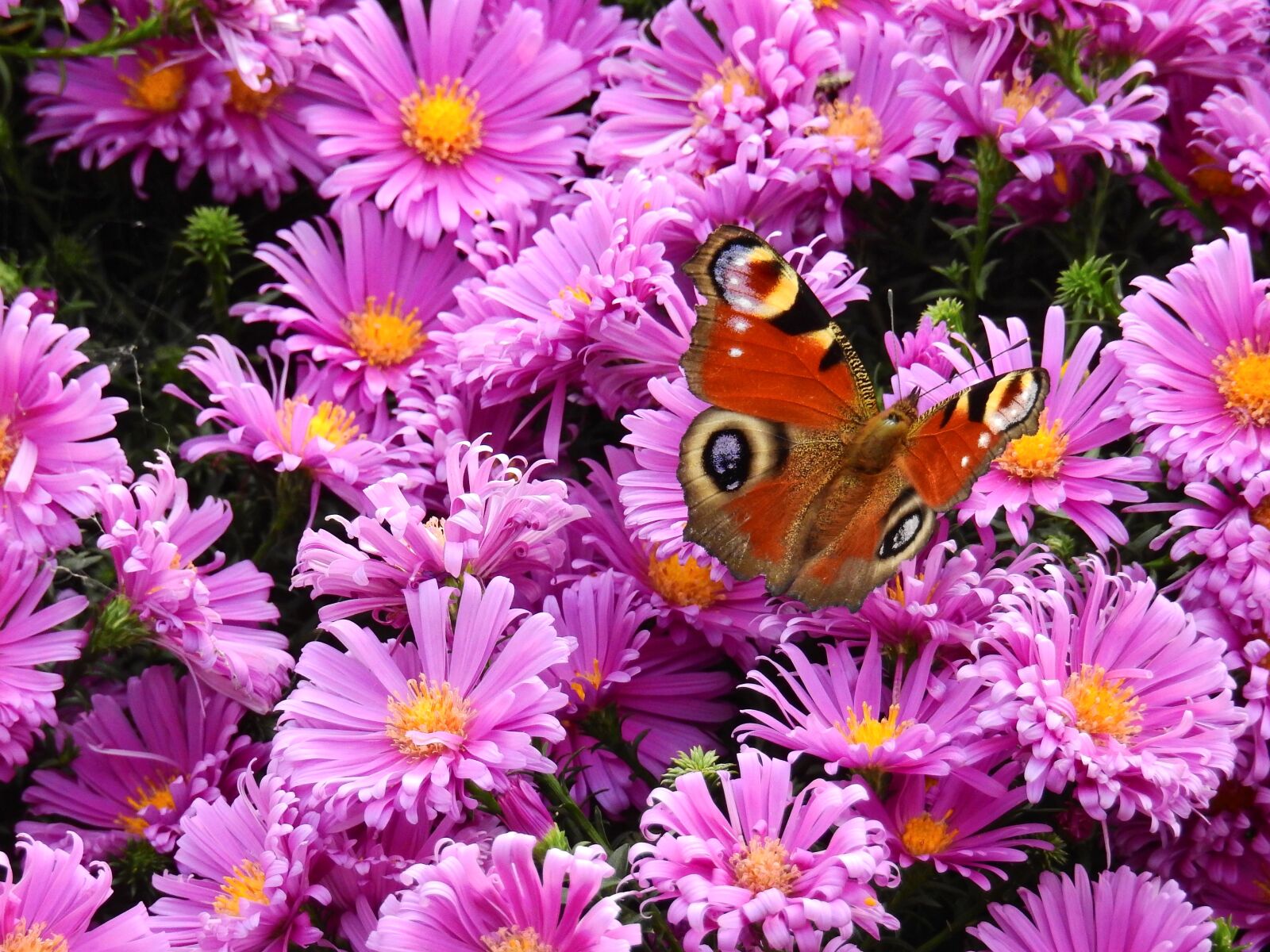 Nikon Coolpix P900 sample photo. Flowers, purple, nature photography
