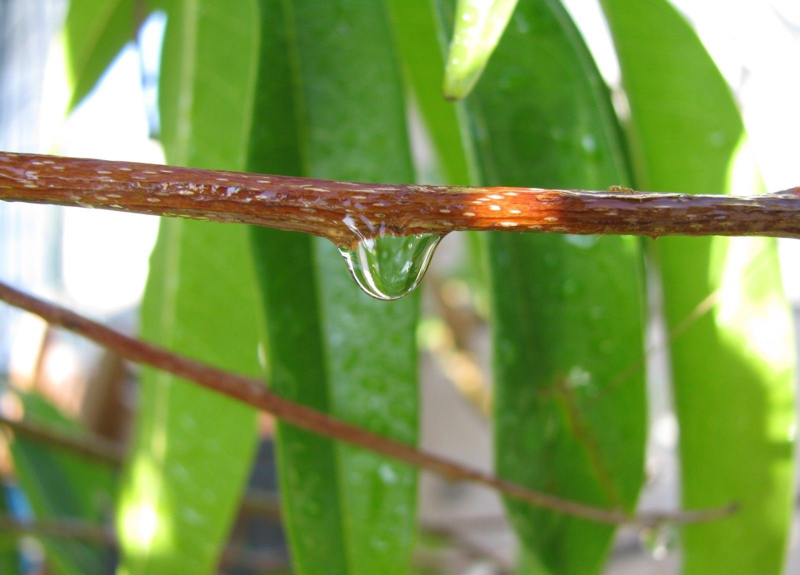 Canon POWERSHOT SX100 IS sample photo. Drop, droplet, fresh photography
