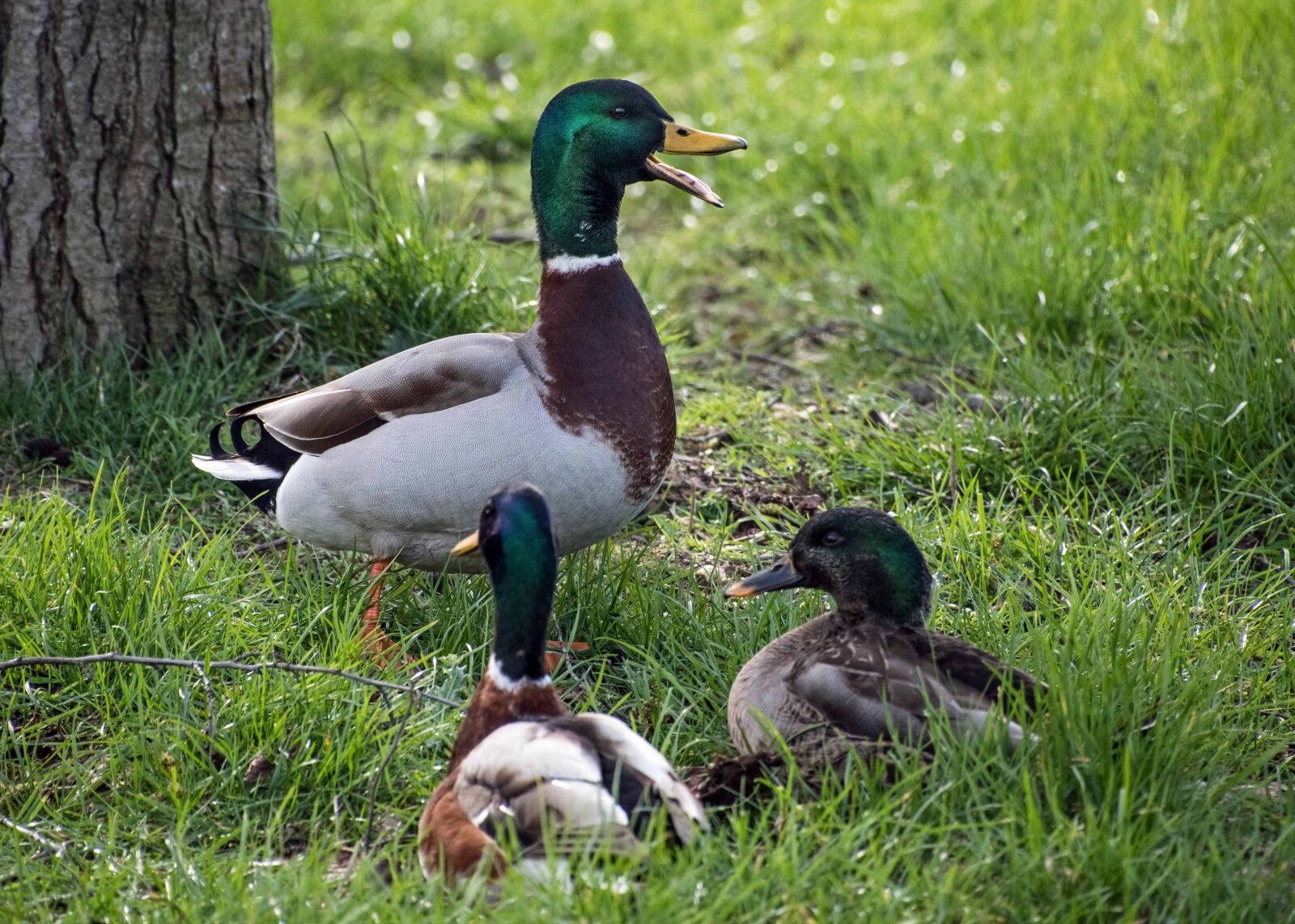 Nikon D500 sample photo. Nature, duck, wildlife, grass photography