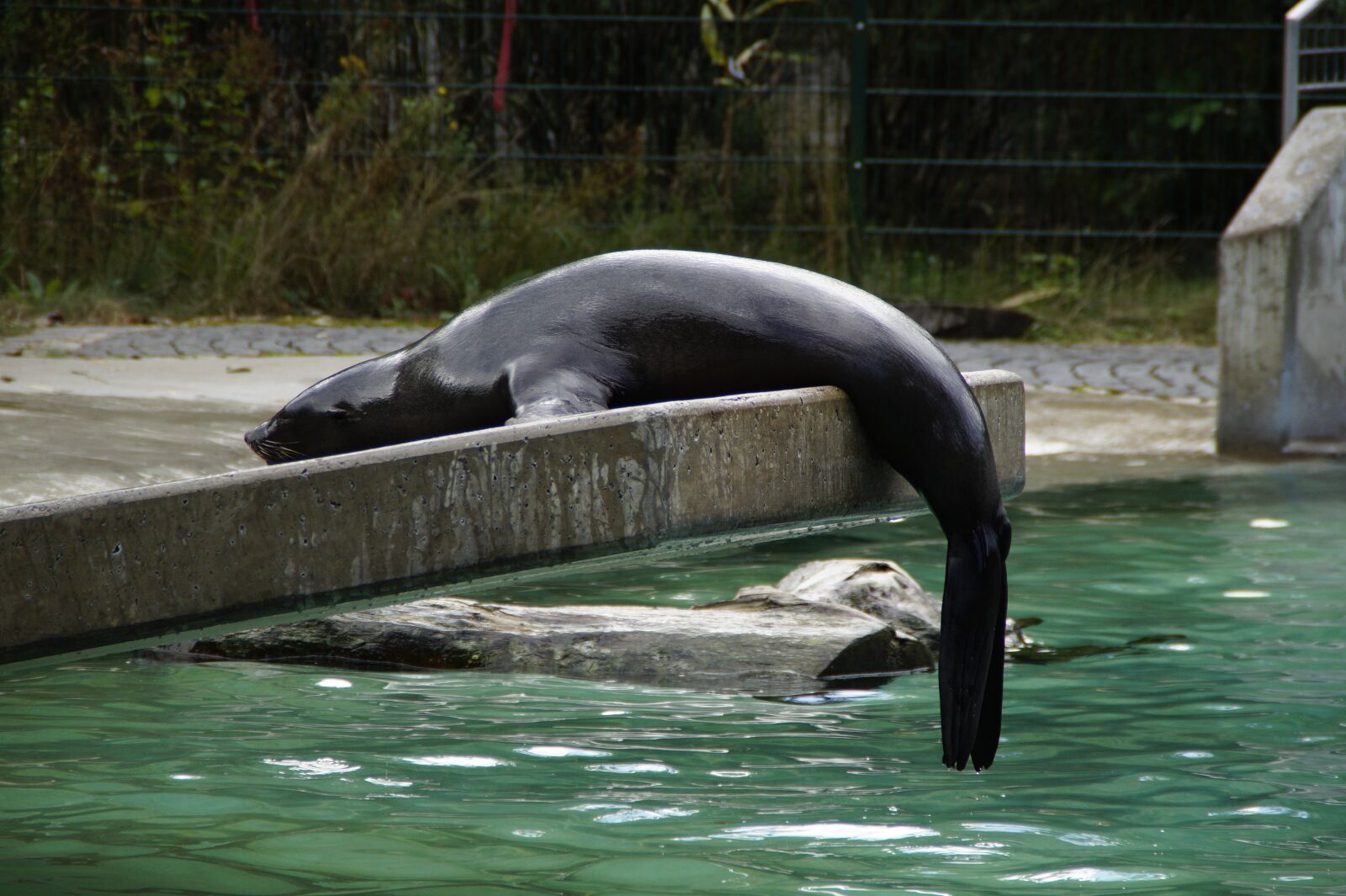 Sony SLT-A58 sample photo. Sea lion, zoo, aquatic photography