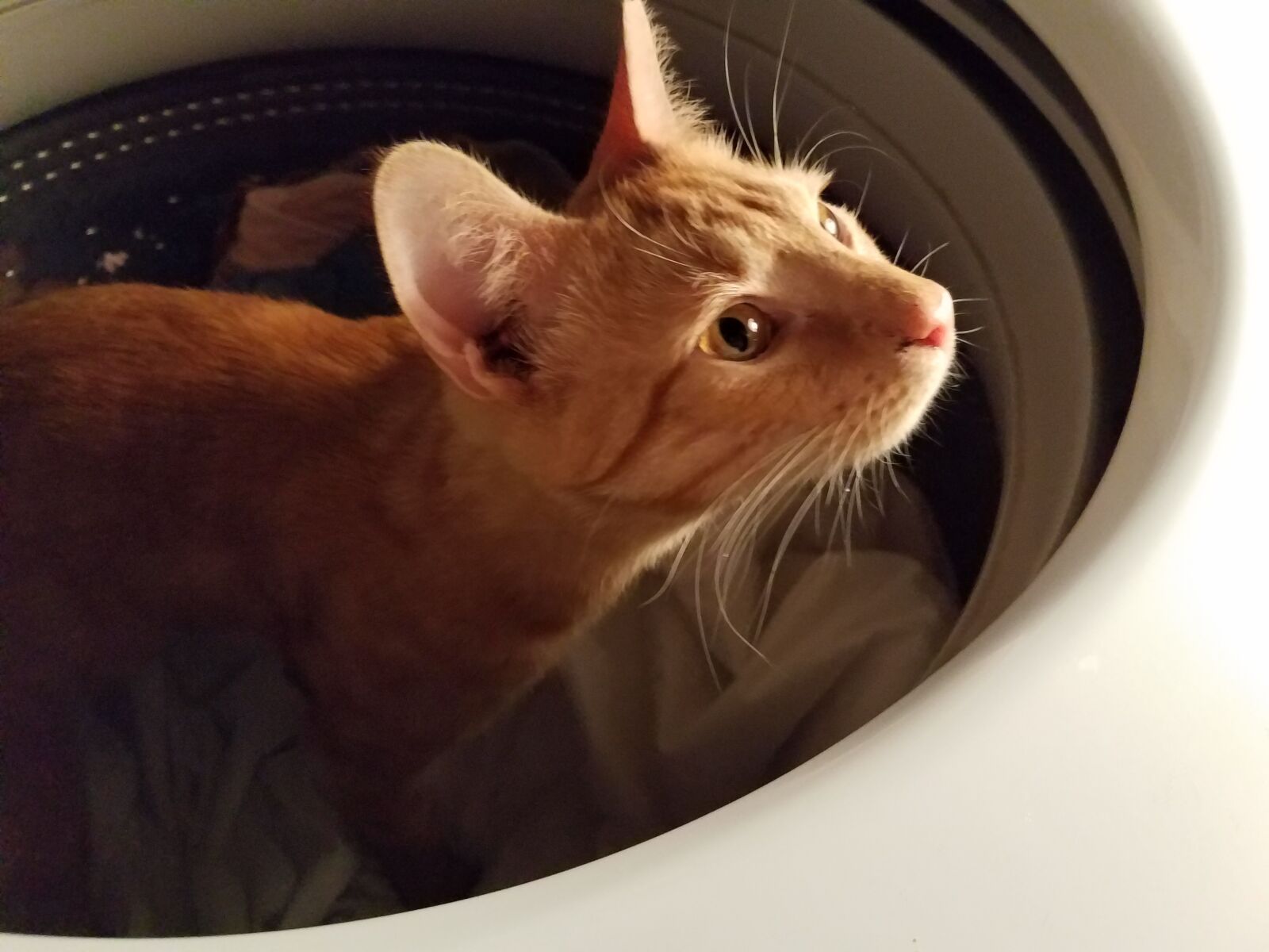 Samsung Galaxy S7 Edge sample photo. Cat, curious, pet photography