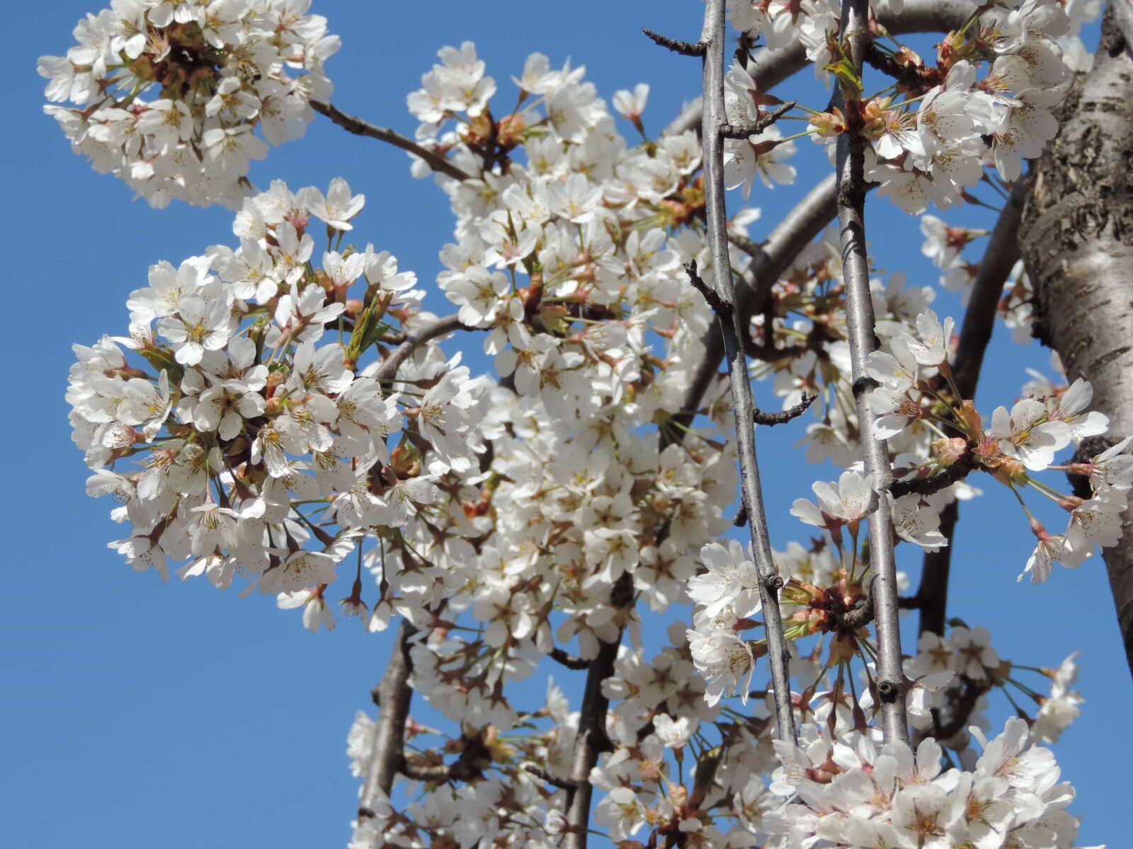 Nikon Coolpix P520 sample photo. Tree, branch, flower, nature photography
