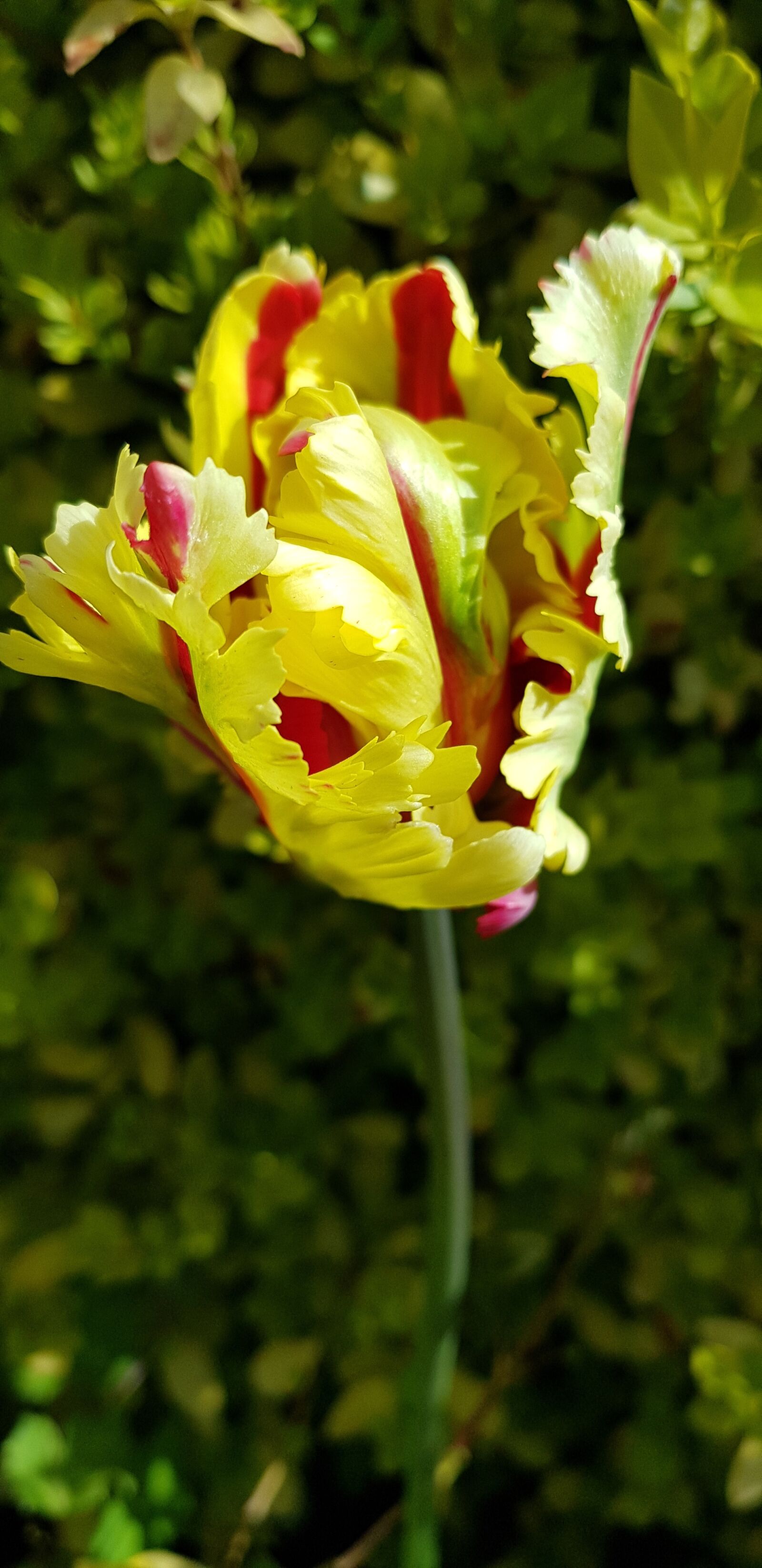 Samsung Galaxy S8+ sample photo. Flower, nature, flora photography
