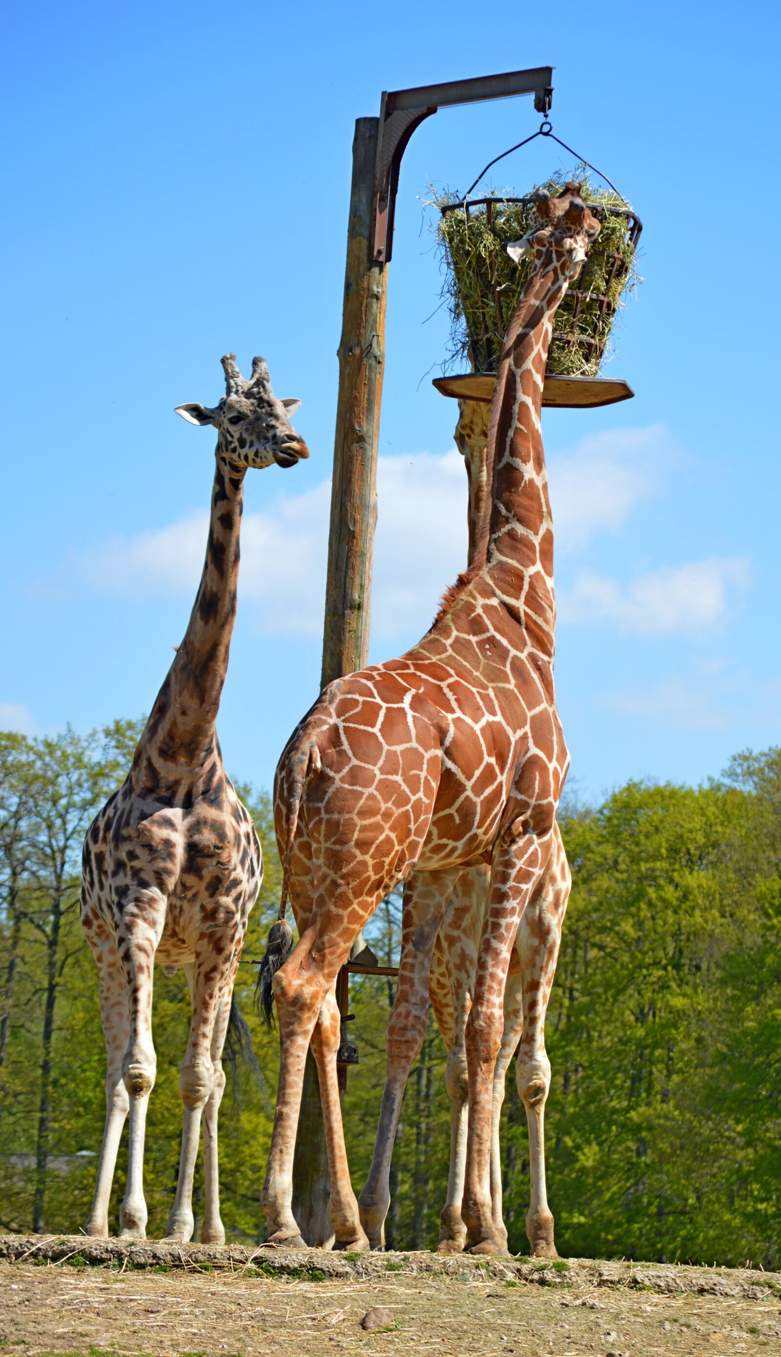 Nikon D3200 sample photo. Giraffe, nature, zoo photography