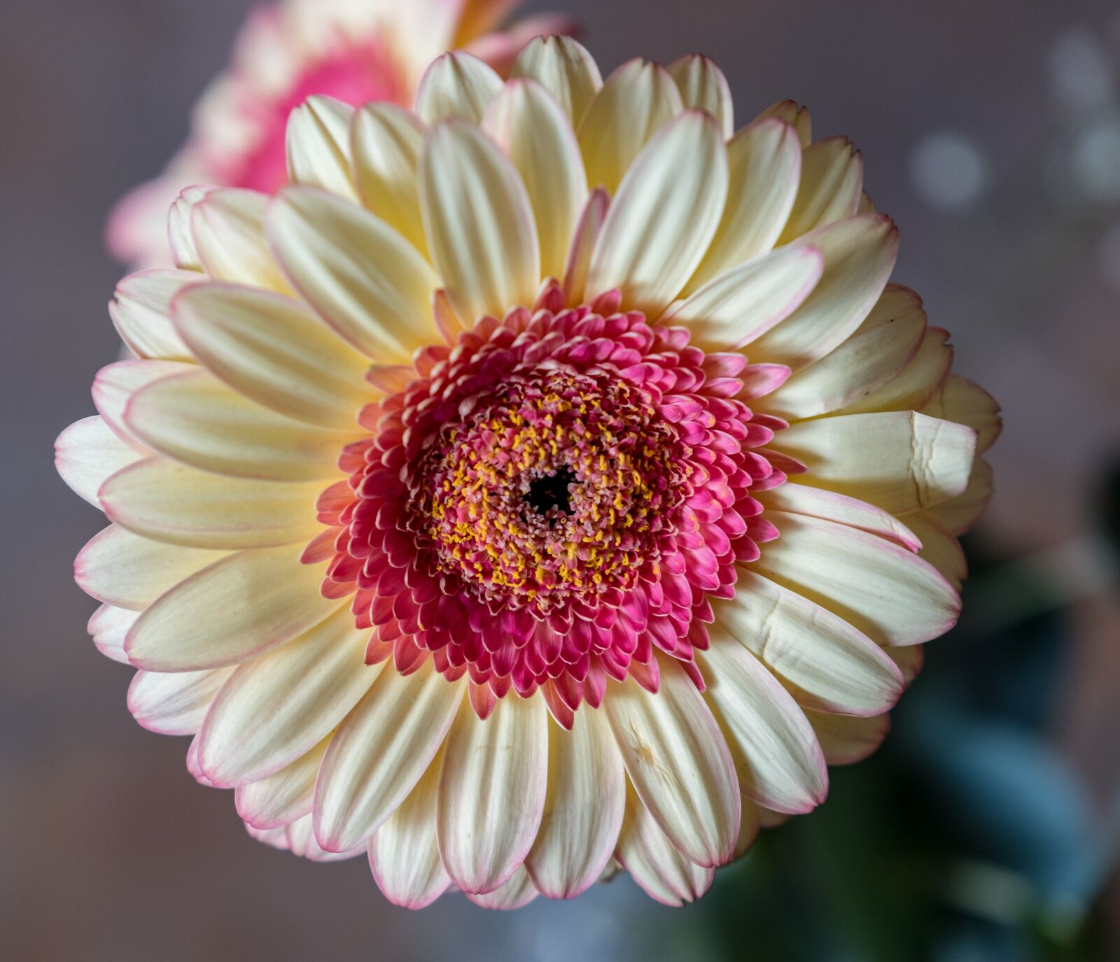 Fujifilm XF 16-55mm F2.8 R LM WR sample photo. Flower, petal, plant photography