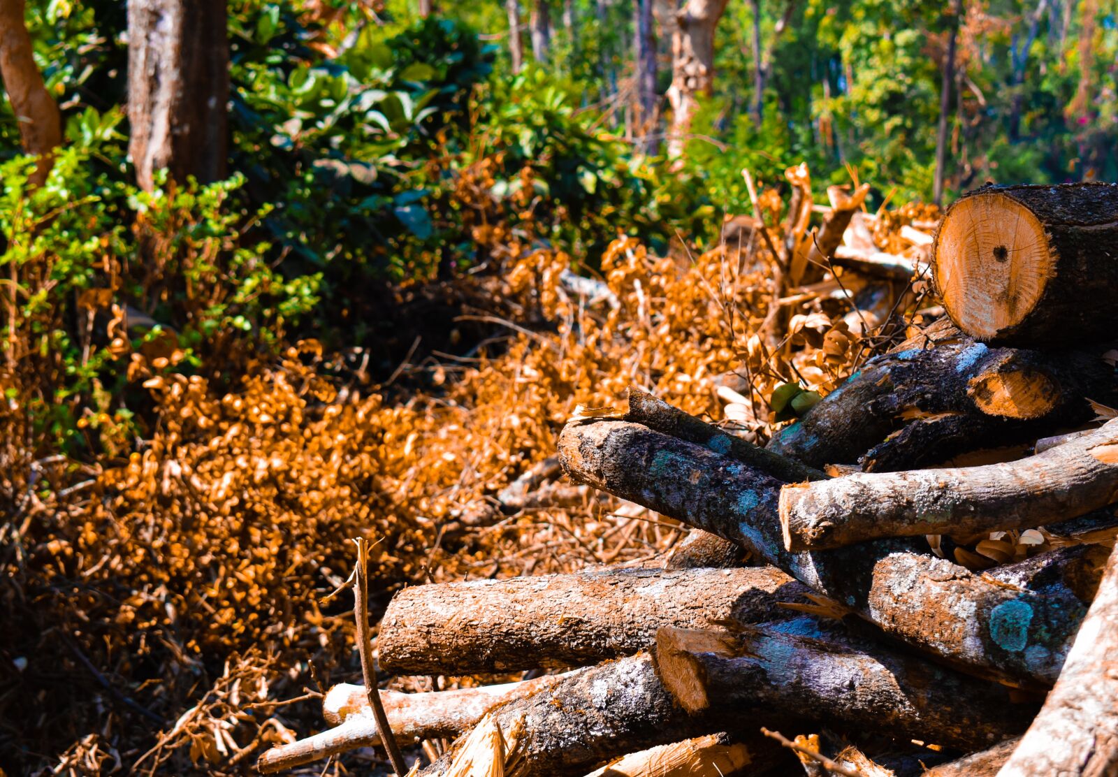 Nikon D3300 sample photo. Fallen, tree, firewood, tree photography