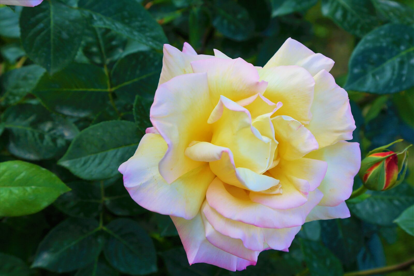 Canon EF 24-105mm F4L IS USM sample photo. Rose, yellow, spring photography