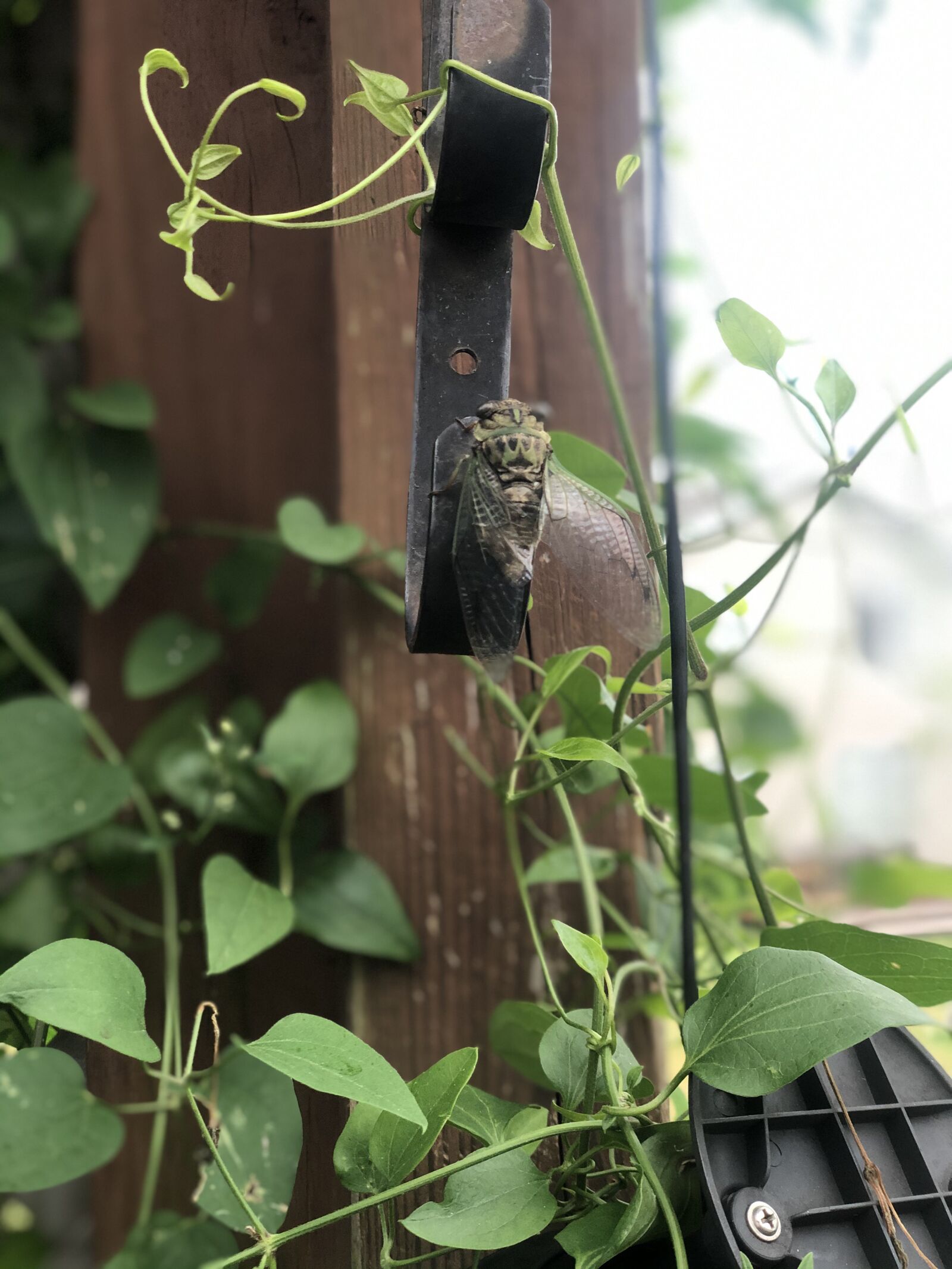 iPhone X back dual camera 6mm f/2.4 sample photo. Cricket, cicada, insect photography