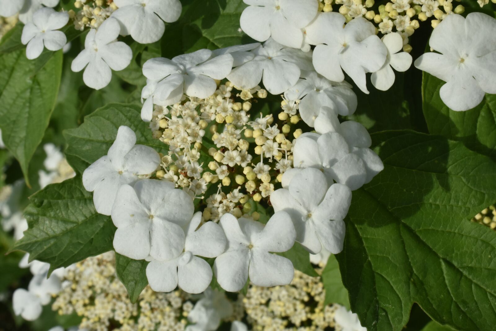 Nikon D3400 sample photo. Viburnum, flowers, white photography