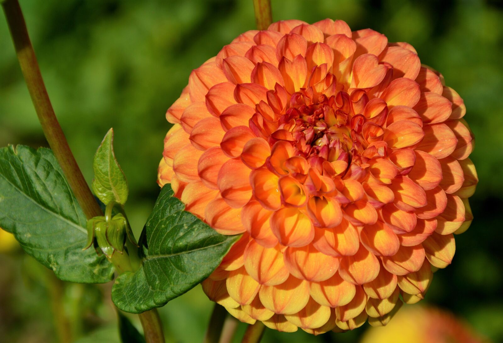 Nikon D3200 sample photo. Dahlia, dahlia flower, flower photography