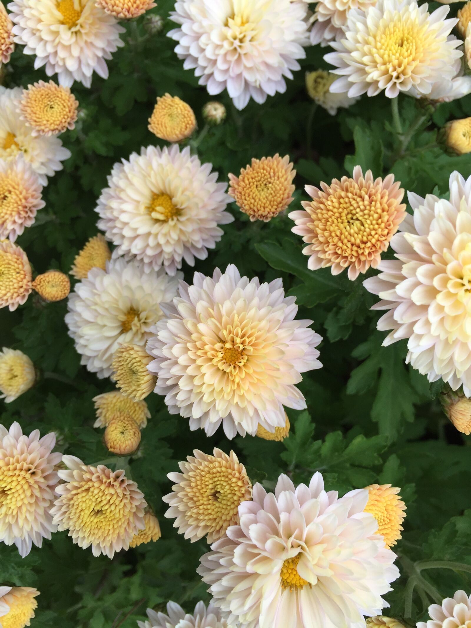 Apple iPhone 6 sample photo. In full bloom, kogiku photography
