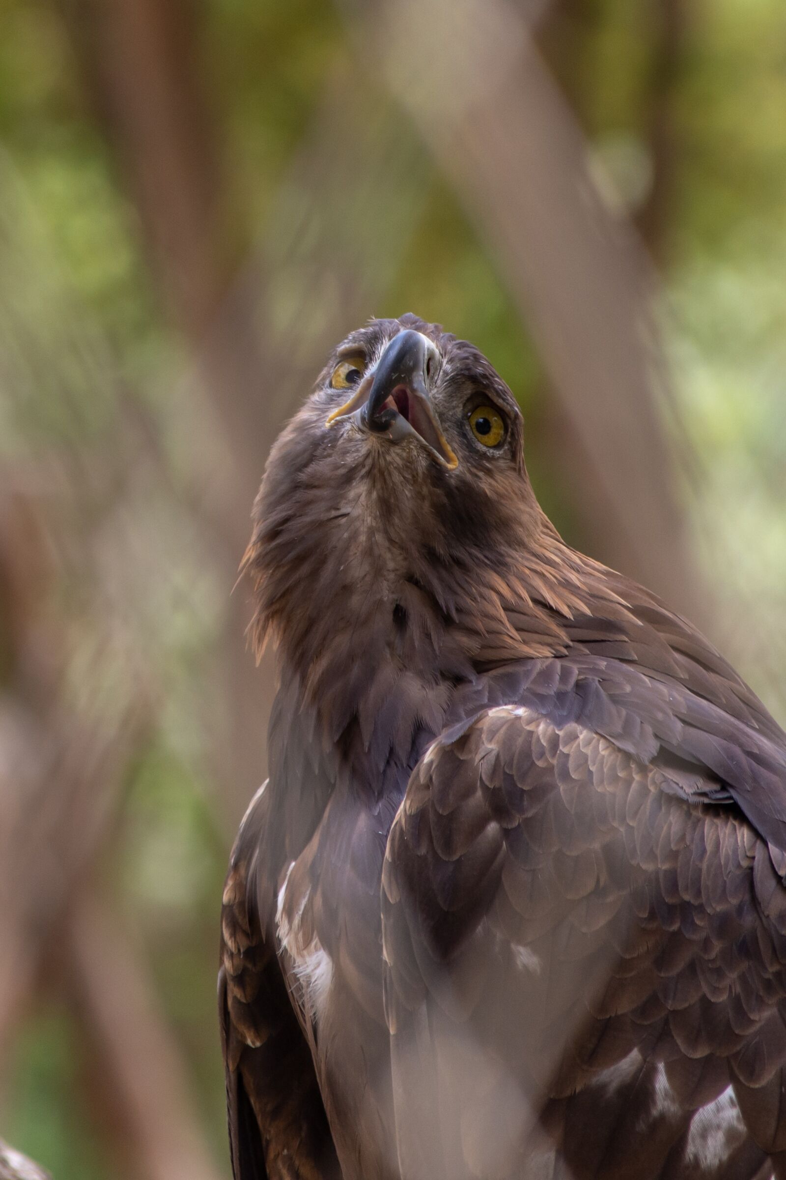 Nikon D7200 sample photo. Accipitridae, accipitriformes, al ain photography