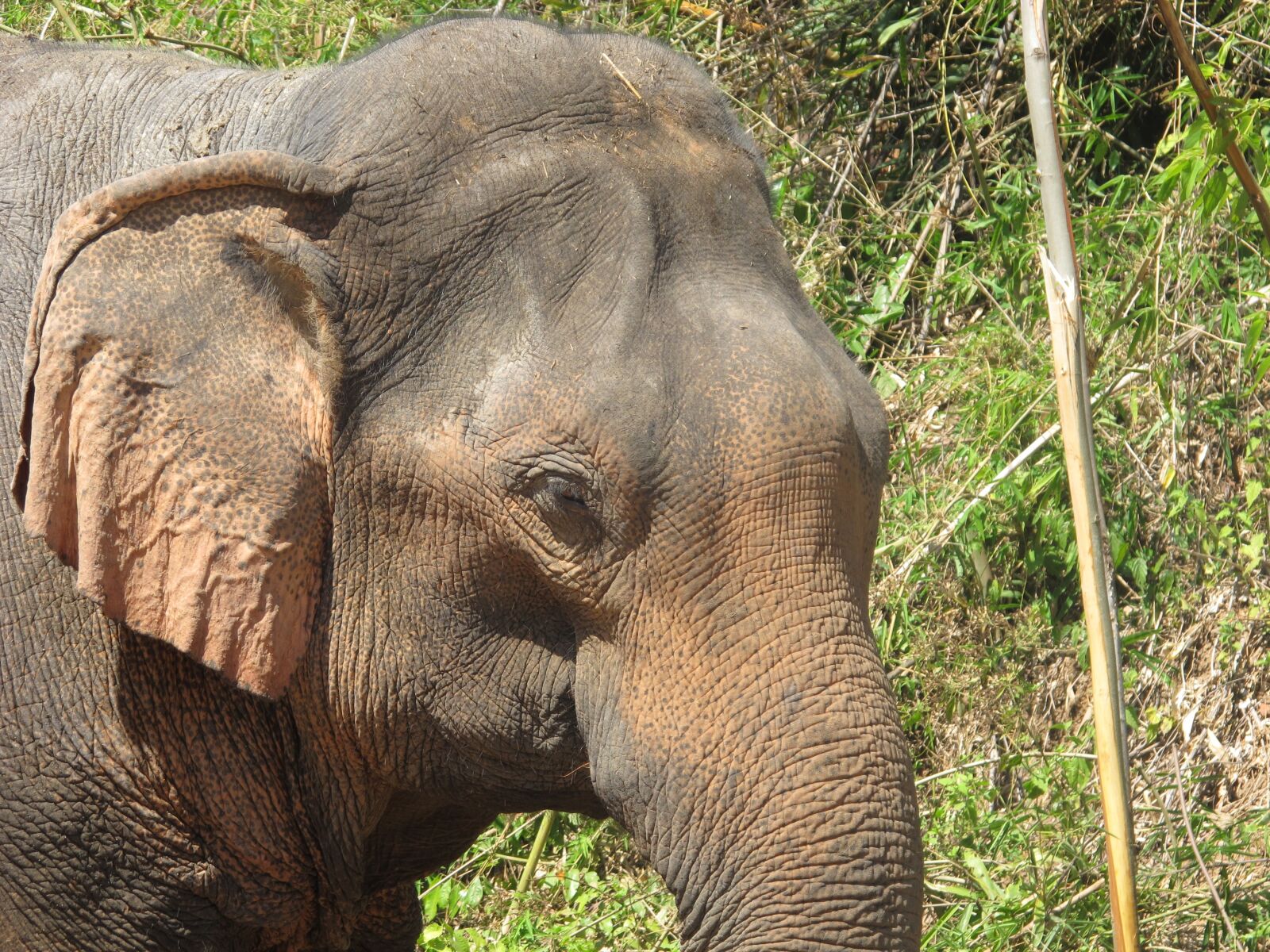 Canon PowerShot G12 sample photo. Elephant, elephant head, thailand photography