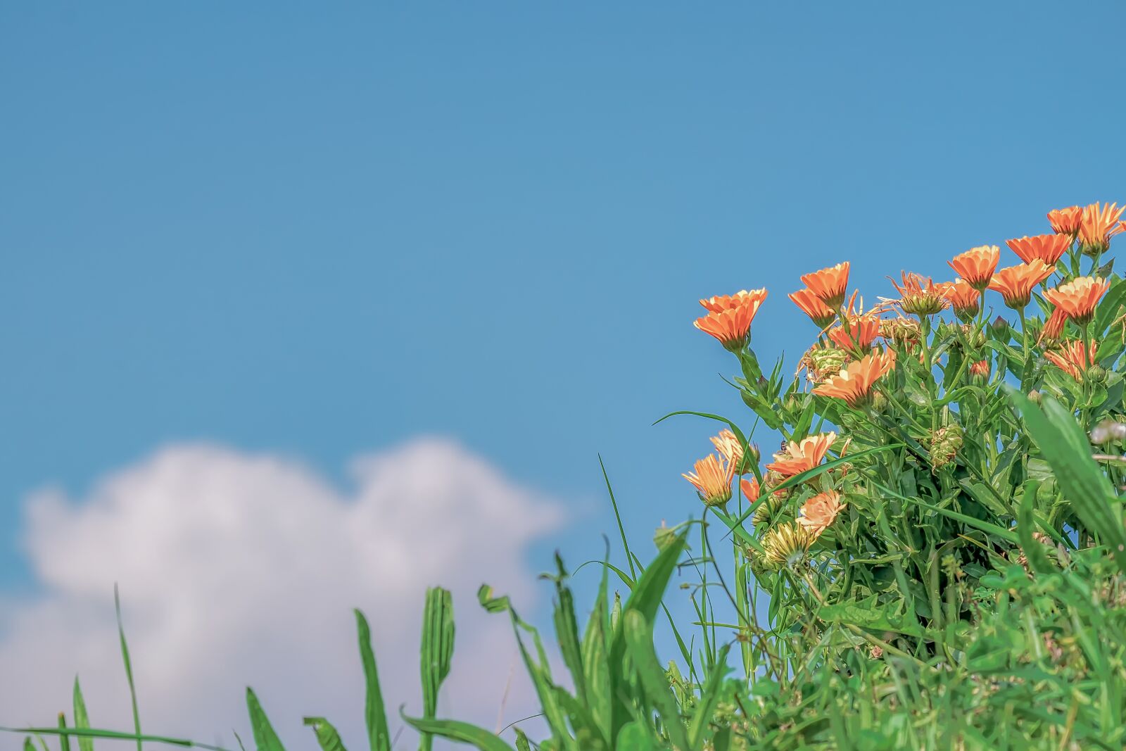 Fujifilm XF 55-200mm F3.5-4.8 R LM OIS sample photo. Marigold, calendula, medicinal plant photography