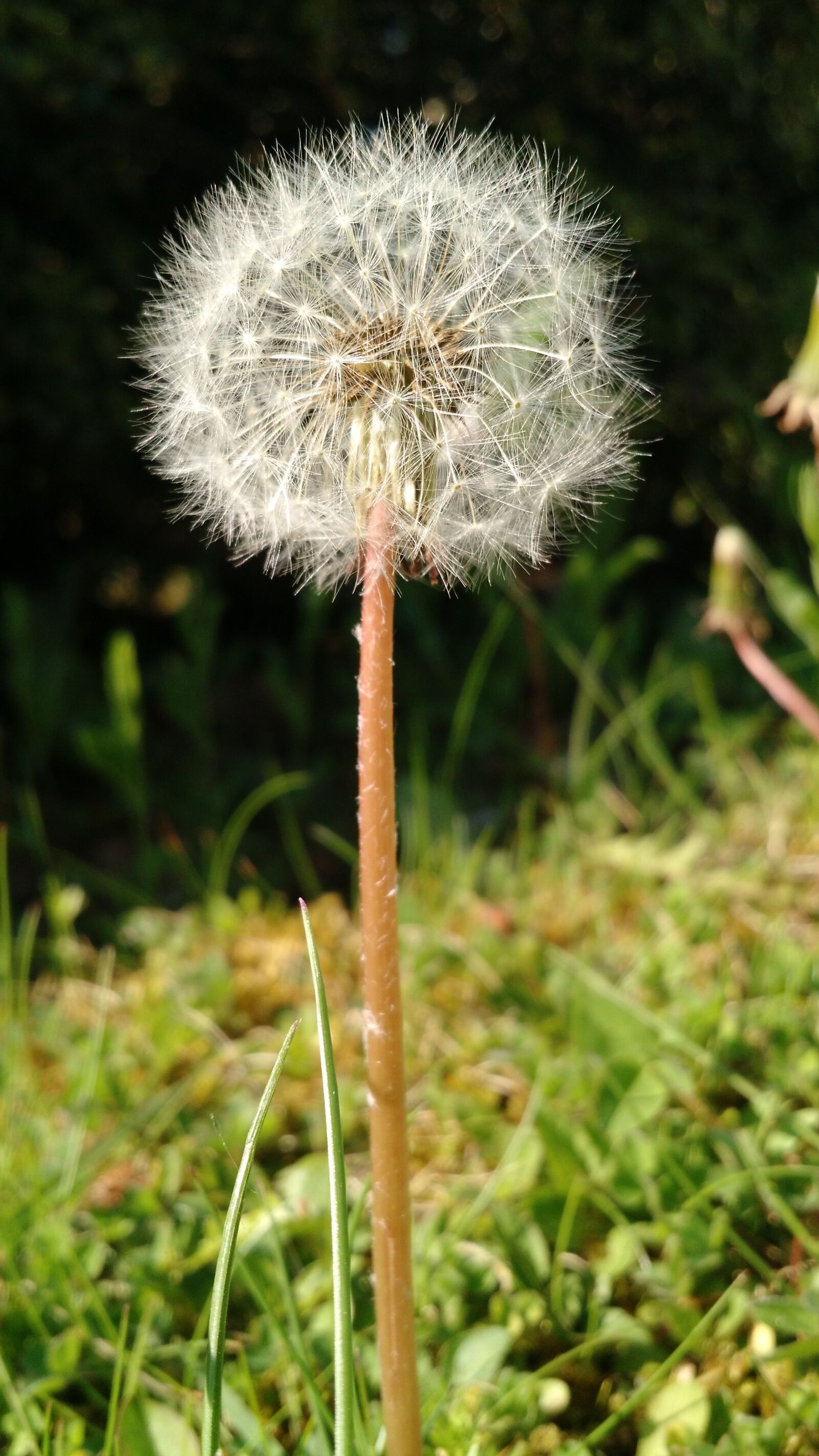 Motorola Moto X (2nd Gen) sample photo. Dandelion, meadow, plant photography