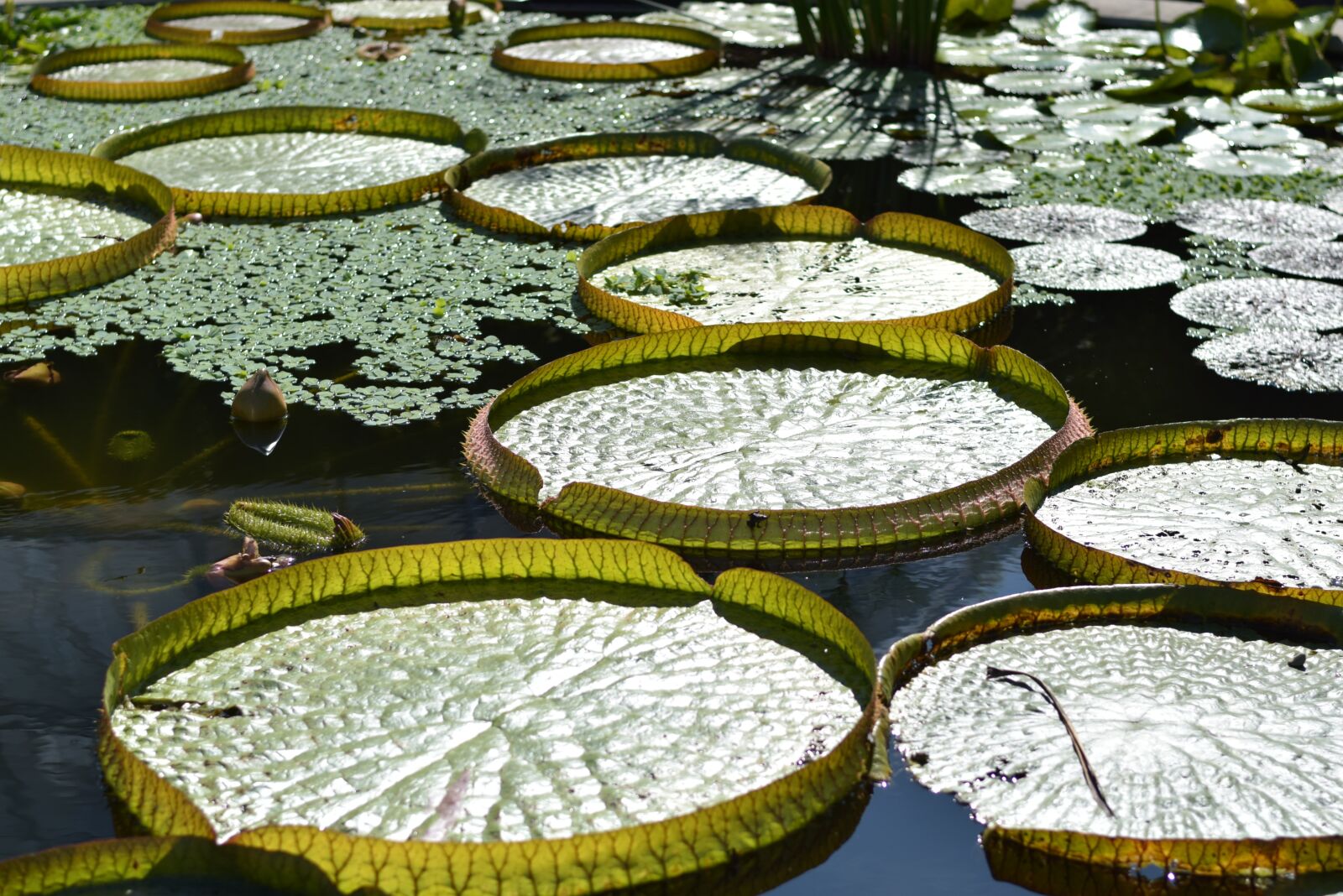 Nikon D5300 sample photo. Pond, nuphar, aquatic plant photography