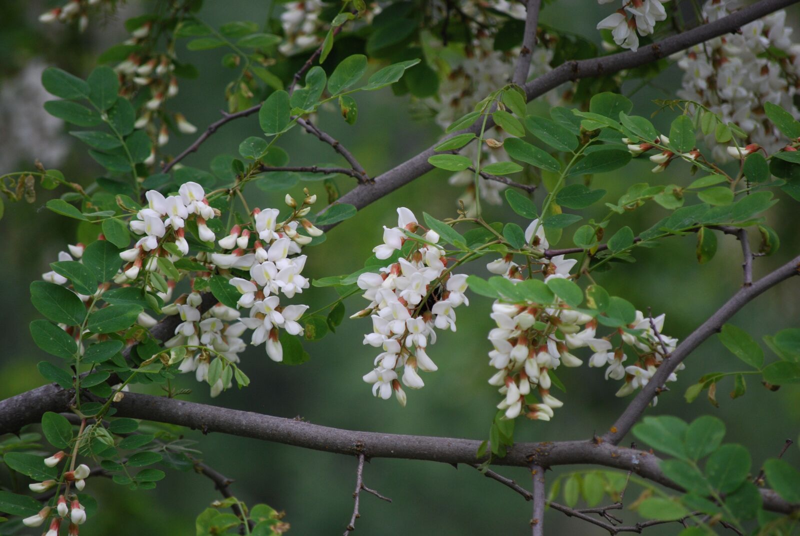 Nikon D40X sample photo. Tree, branch, flora photography