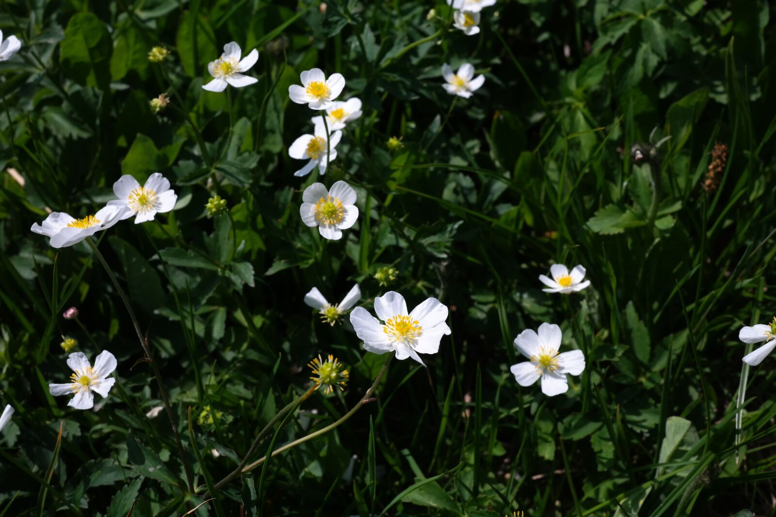 Samsung NX300 sample photo. Ranunculus aconitifolius, flower, blossom photography