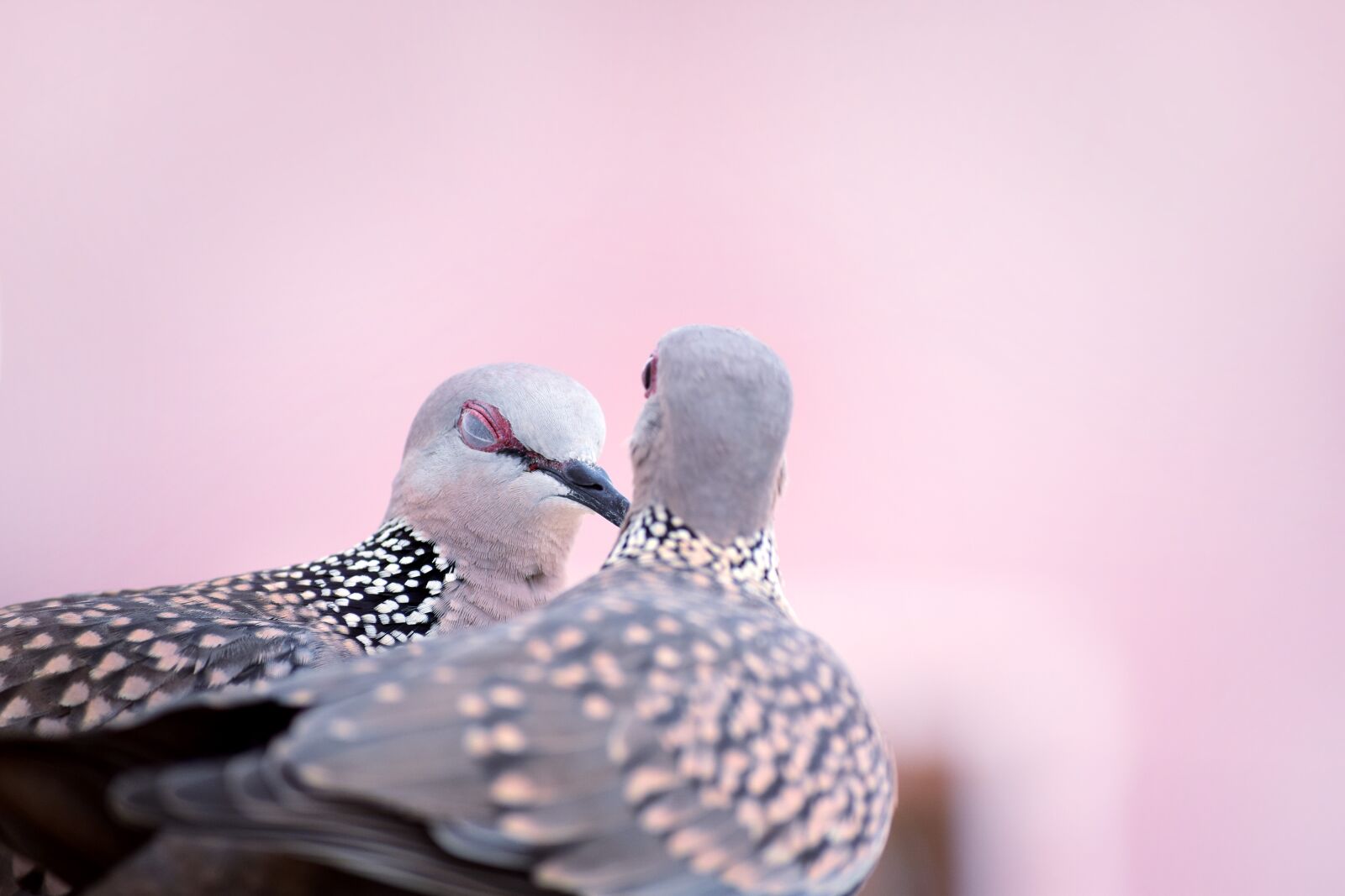 Nikon D5300 sample photo. Bird, nature, spotted photography