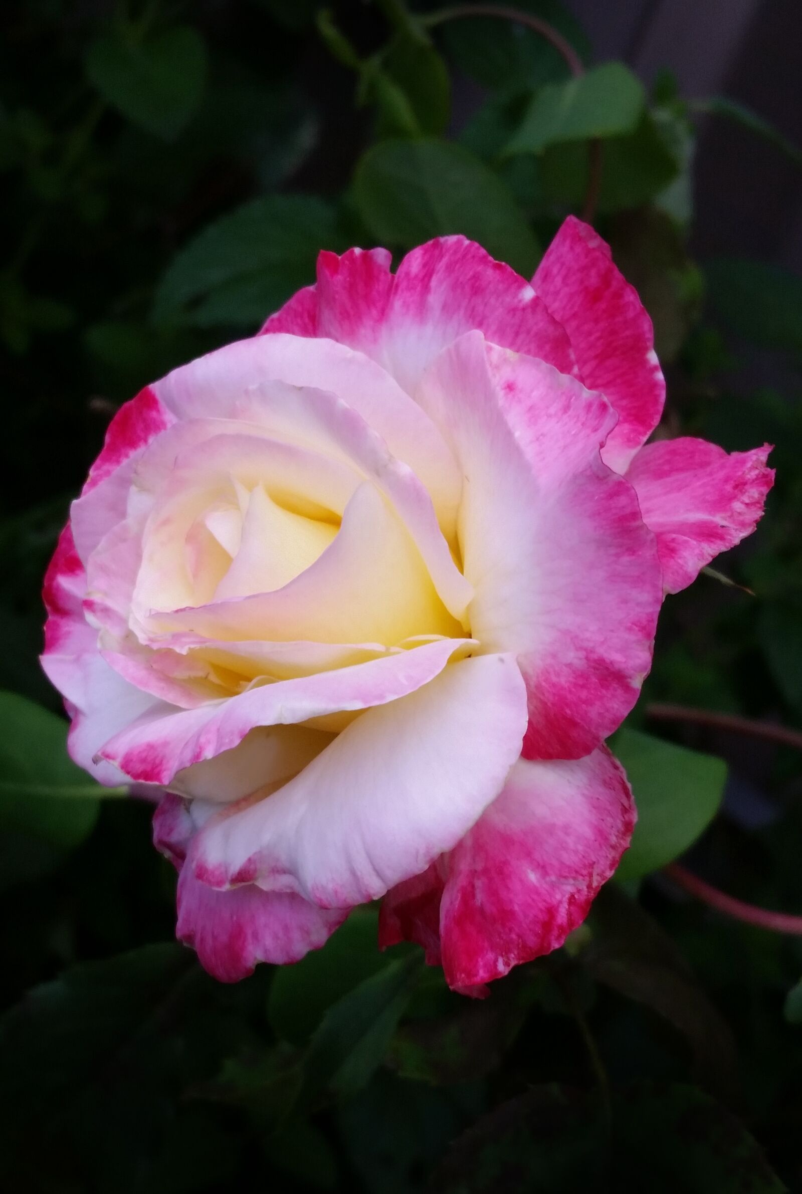 Samsung Galaxy S5 sample photo. Double delight, rose, perfumed photography