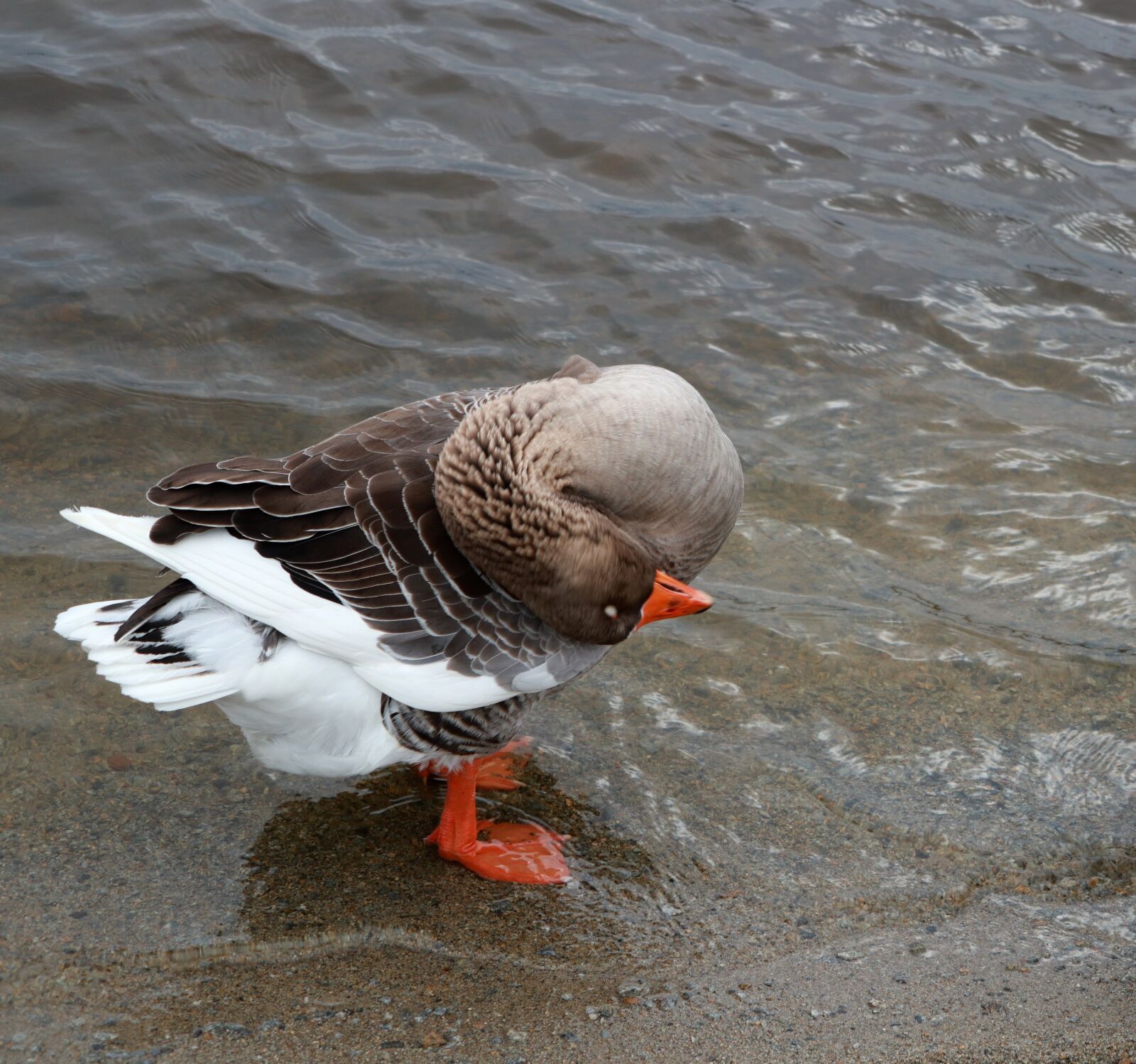 Canon PowerShot G1 X Mark III sample photo. Animal, goose, duck photography