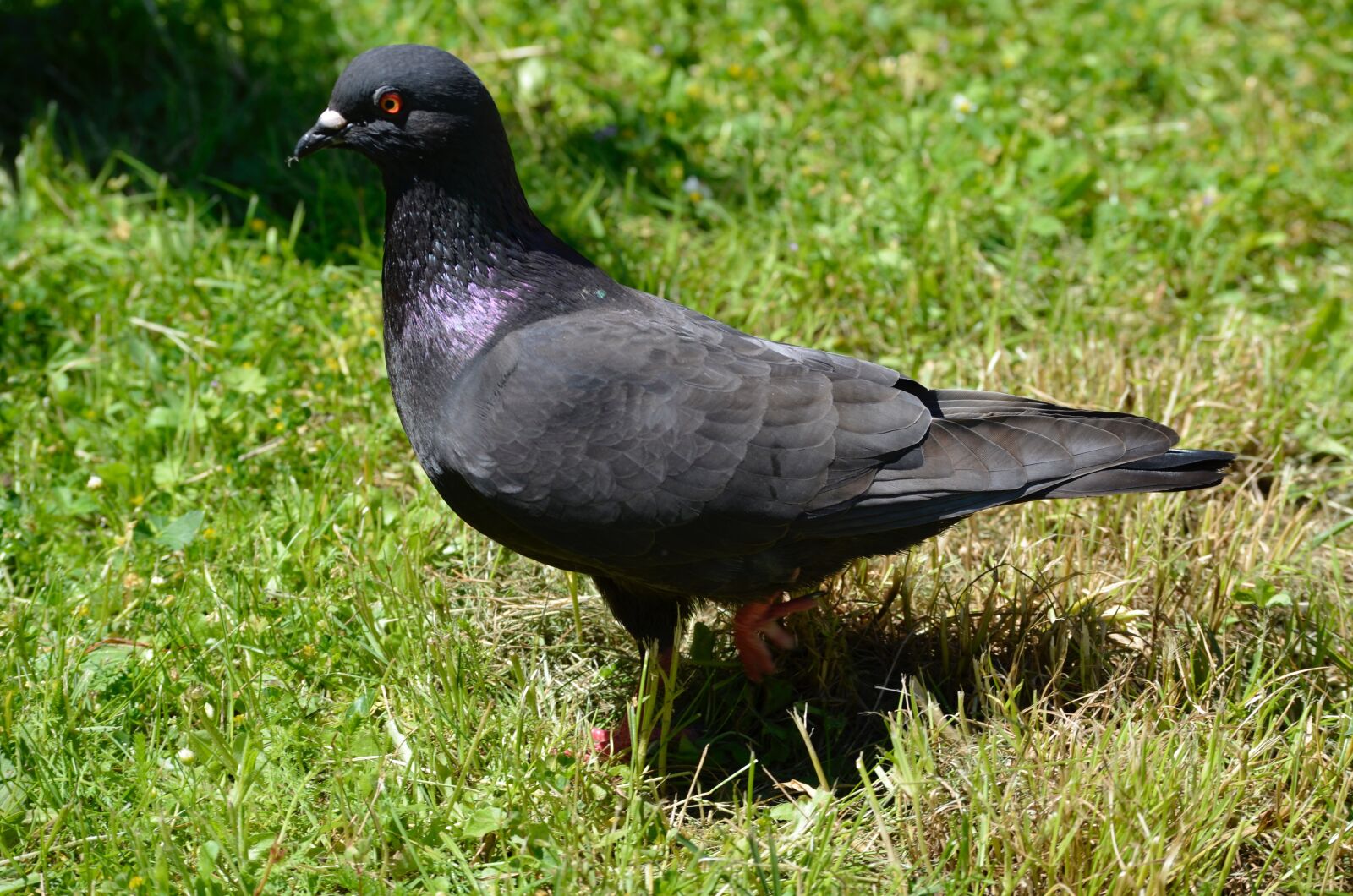 Nikon D5100 sample photo. Dove, bird, plumage photography