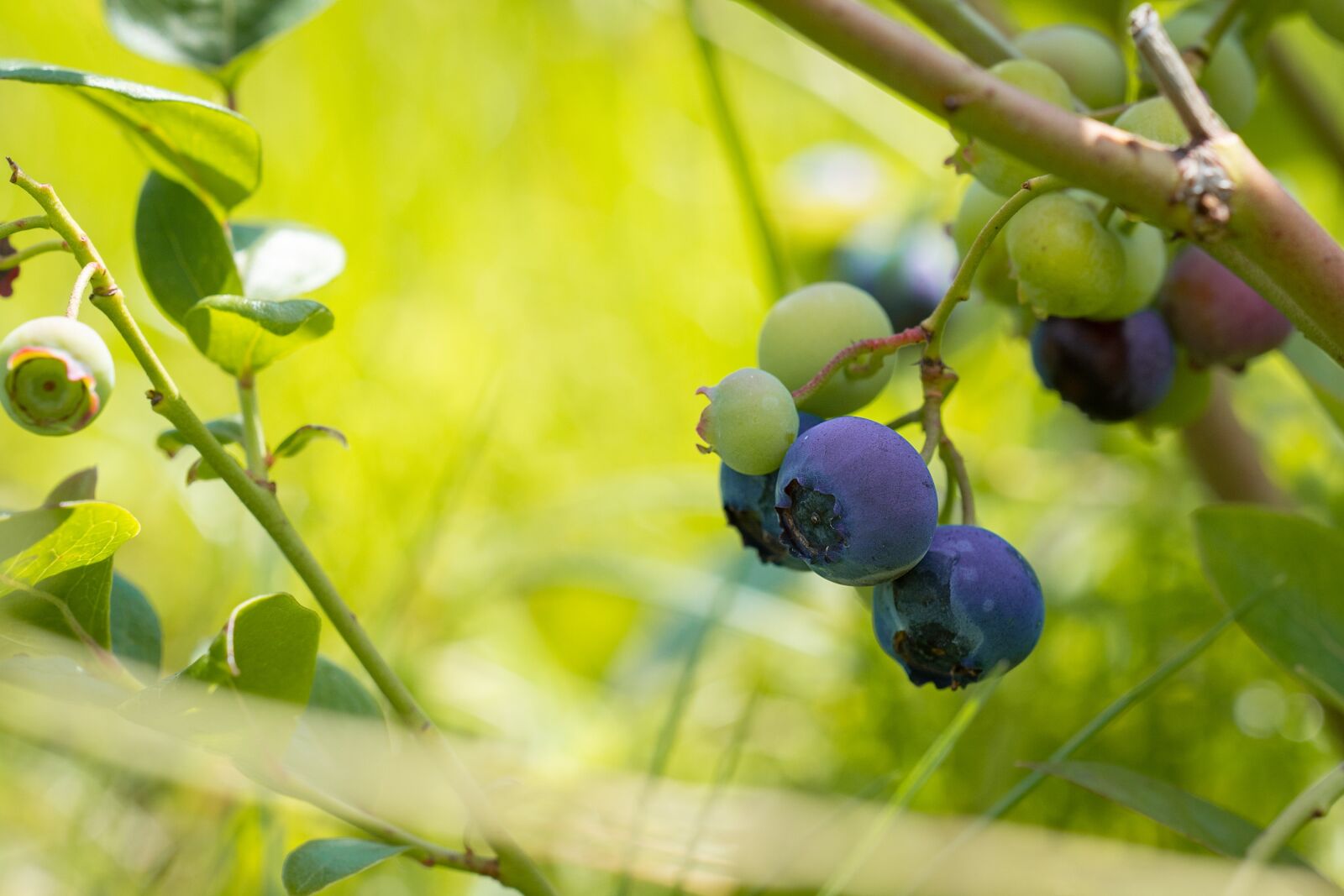 Nikon D7100 sample photo. Blueberries, mature, ripening process photography