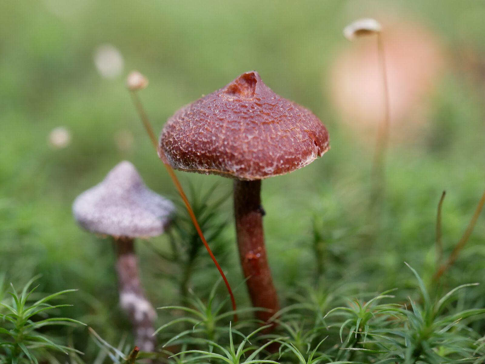 Panasonic Lumix DMC-GX85 (Lumix DMC-GX80 / Lumix DMC-GX7 Mark II) sample photo. Mushrooms, forest, grass photography