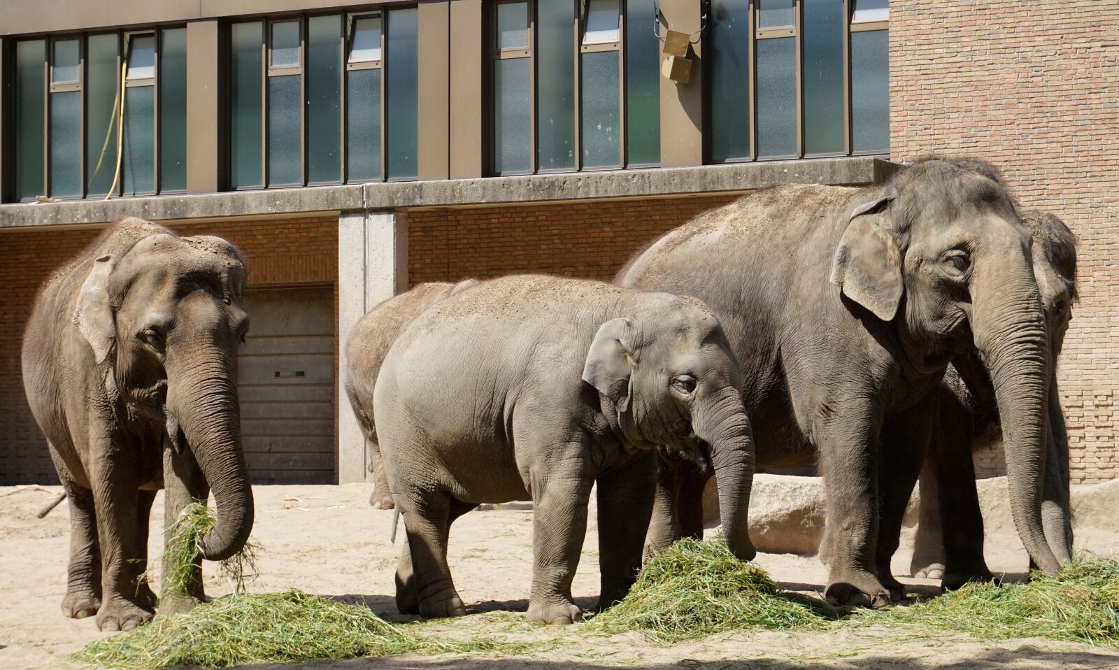 Sony Alpha a5000 (ILCE 5000) sample photo. Elephant, mammal, animal photography