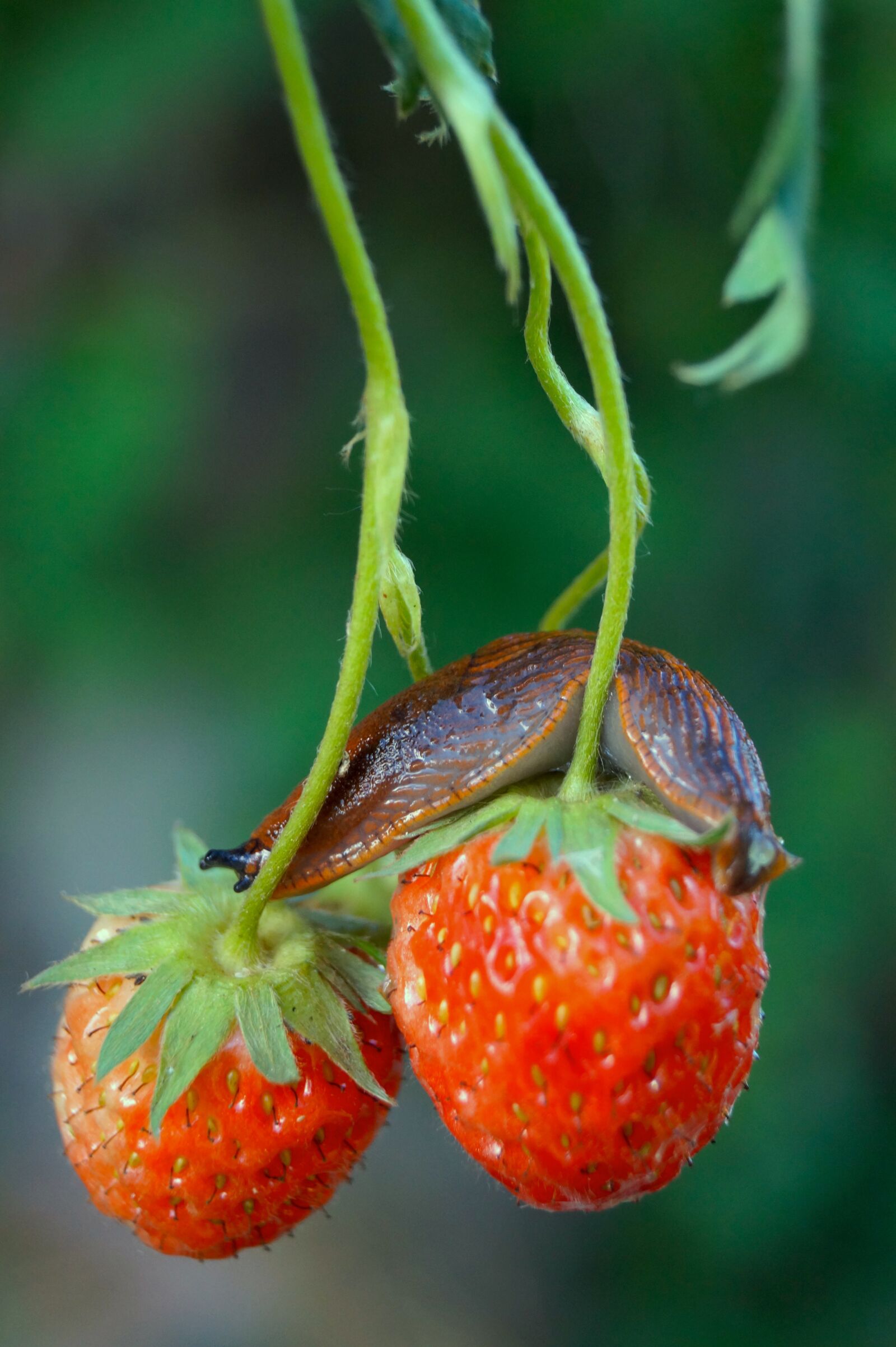 Sony DT 18-55mm F3.5-5.6 SAM II sample photo. Snail, garden, nature photography