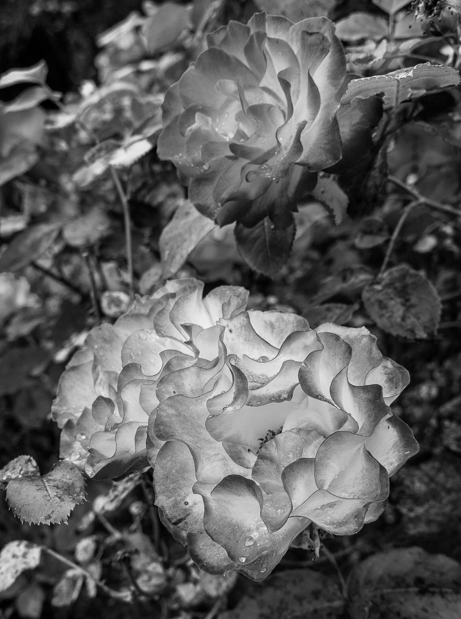 Sony Alpha NEX-3 + Sony E 18-55mm F3.5-5.6 OSS sample photo. Pink, garden, rain photography