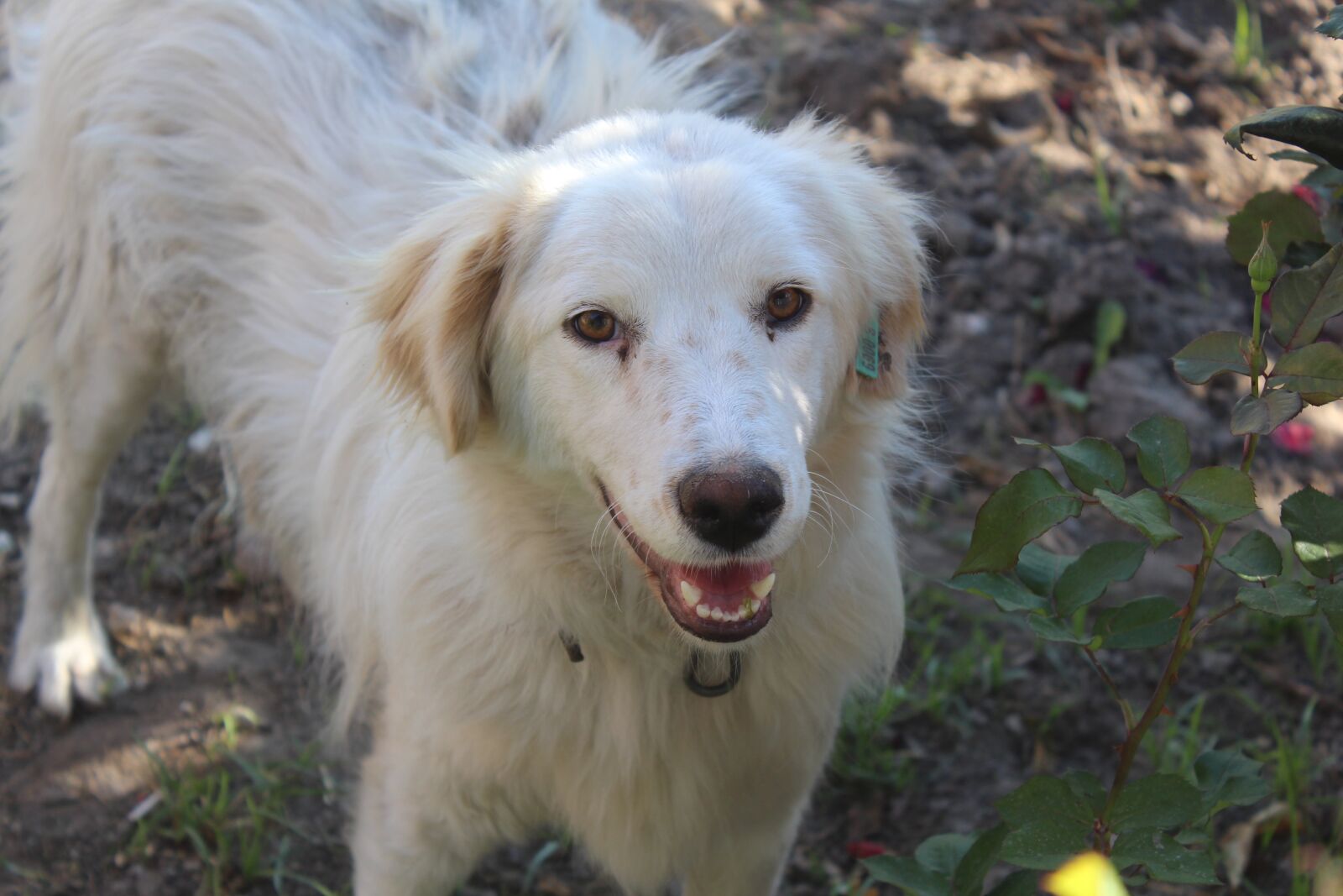 Canon EOS 650D (EOS Rebel T4i / EOS Kiss X6i) sample photo. Dog, animals, puppy photography