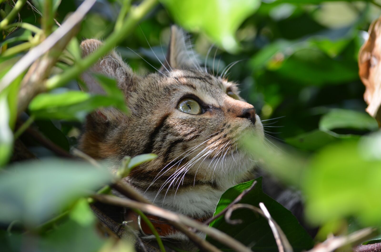 Nikon D5100 sample photo. Nature, cute, animal photography